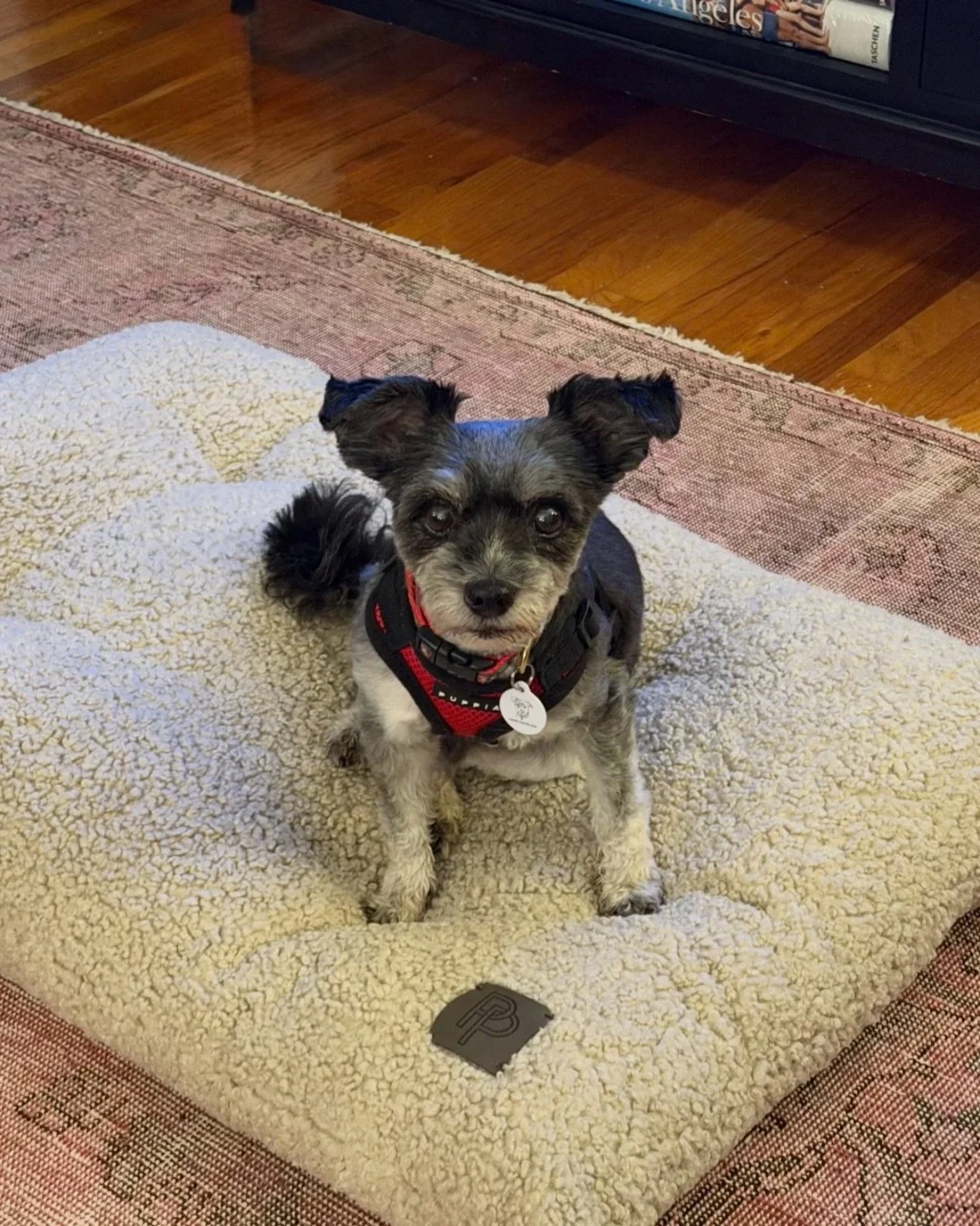 Jimmy is suspiciously easy.

No notes.

Just a perfect little roommate who acts like he&rsquo;s been yours forever.

So seriously&hellip; who&rsquo;s adopting this kid?

📍 Adopt at realgood.dog/adopt (link in bio)
📩 Questions? Reach out anytime at 