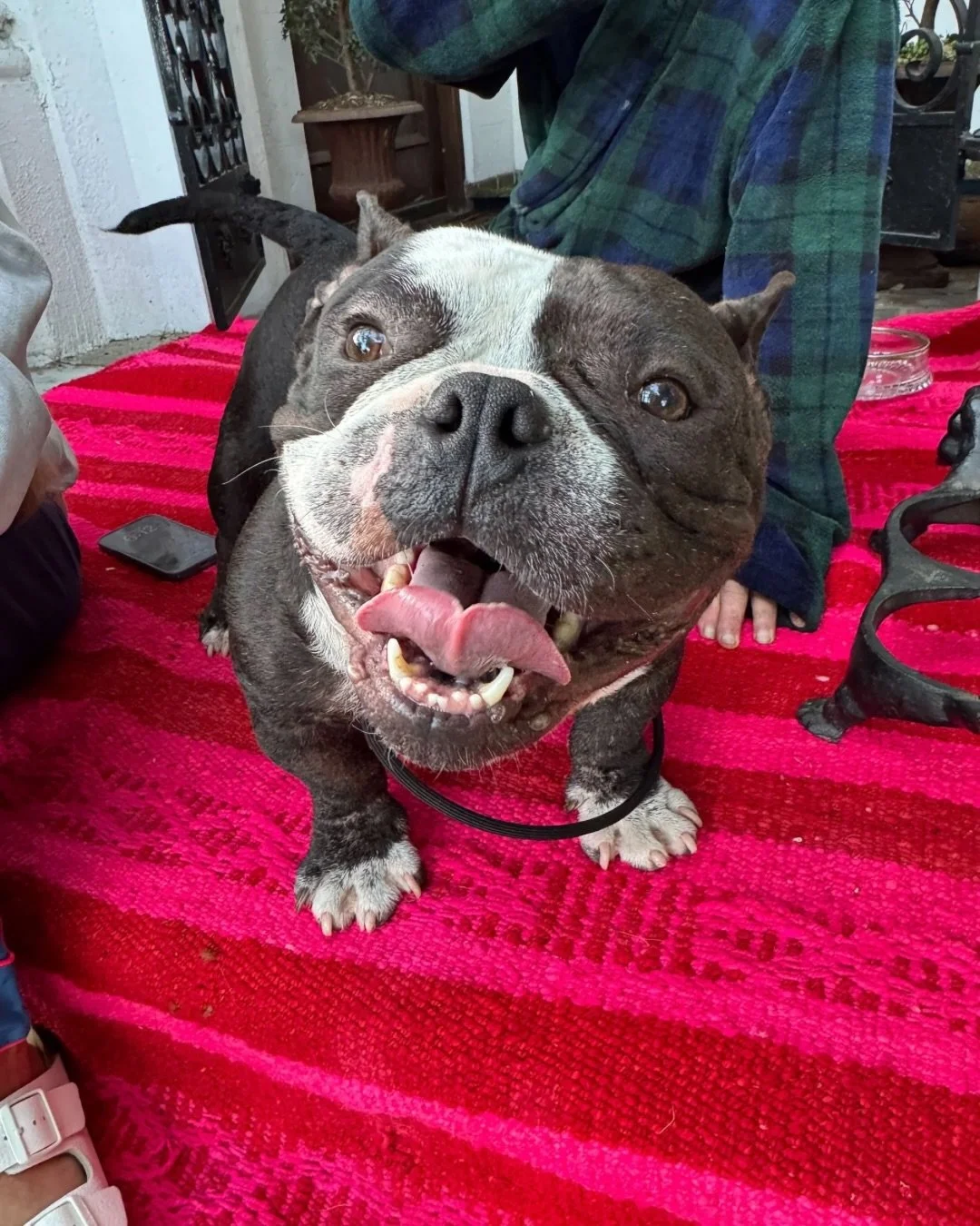 Backyard breeder dog who was left for dead &rarr; fully healed &rarr; ready for a Real Good home.

He&rsquo;s part cartoon character, part pig and thicc in all the right places [mainly his 38&rdquo; neck].

His sister Patsy was adopted by an incredib