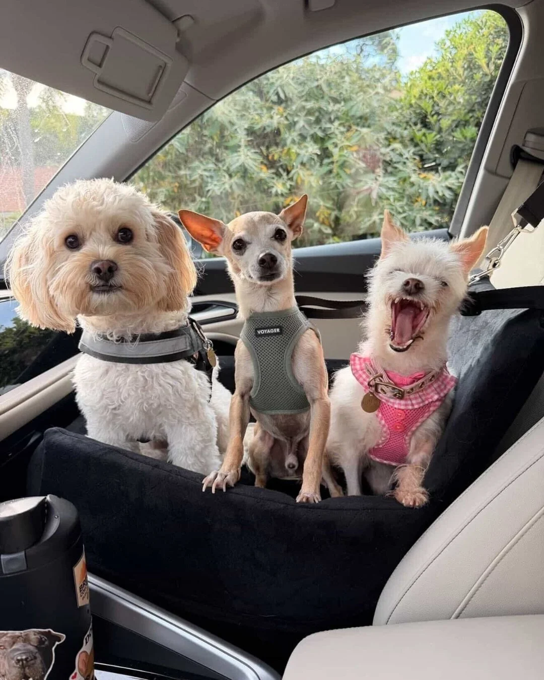 Phyllis would like to remind y&rsquo;all that it&rsquo;s #PuppyMillActionWeek [loudly we might add].

Because dogs don&rsquo;t end up like this by accident.

Overbreeding. No vet care. Profit over everything.

And when their bodies start to fail, the
