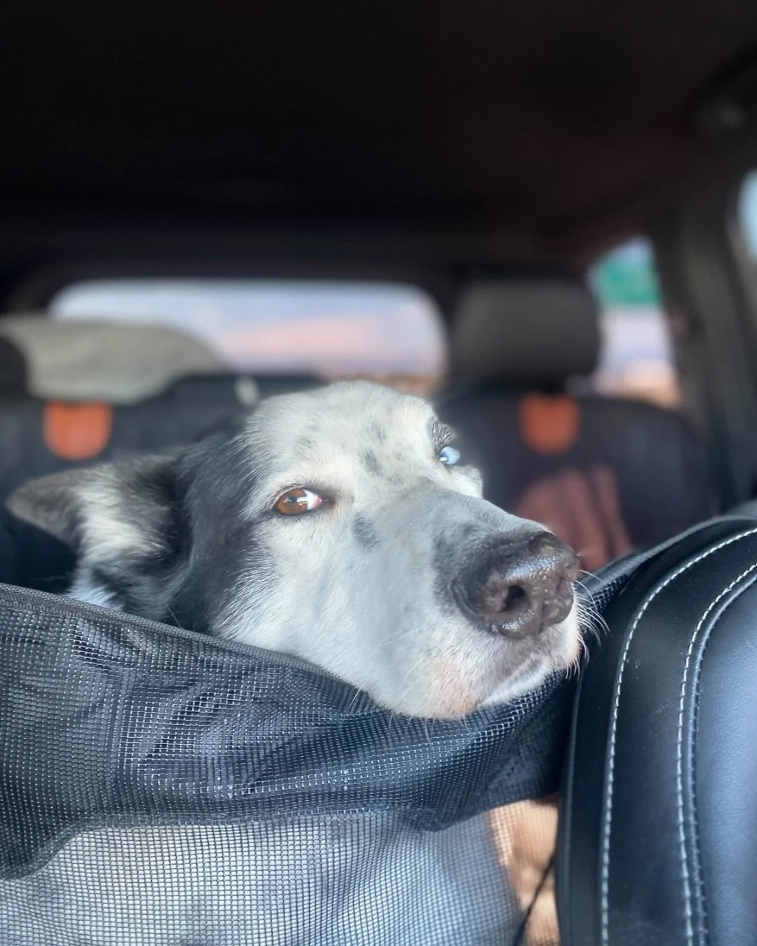 Get you a dog who can do both.

Beach days and dirt trails.

Mylo has been waiting for over TWO YEARS.

He&rsquo;s goofy.

Talkative.

Loving.

He&rsquo;ll go for a hike, hit the beach, and then come home and watch reality TV with you on the couch.

