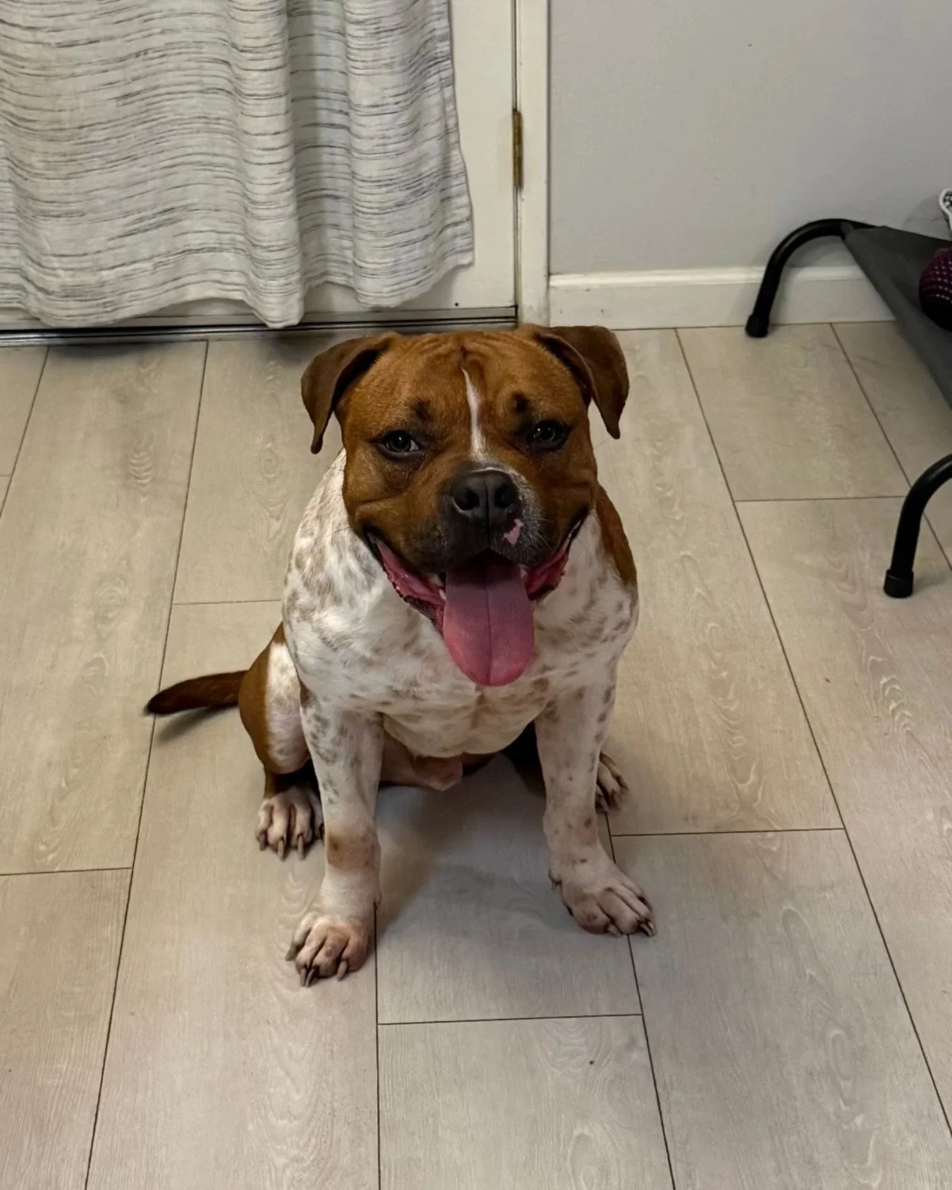 Looks like he should be bouncing people out of a dive bar.

Actually just wants to sit directly on top of you and be told he&rsquo;s handsome.

12/10 face.
Built like a fridge.
Available for adoption.

📍 Adopt at realgood.dog/adopt (link in bio)
💌 