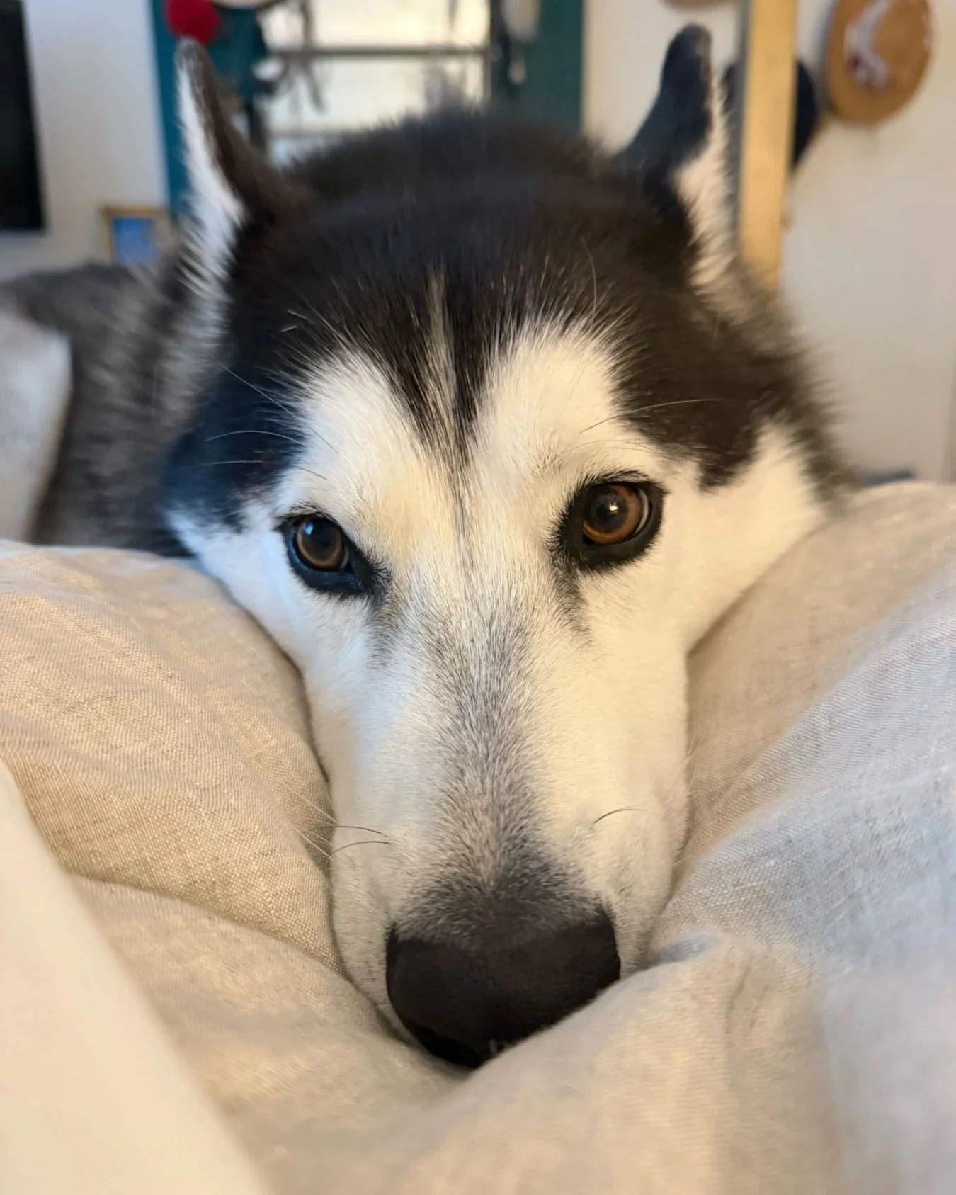 Dakota has been waiting TWO YEARS for someone to adopt him which is actually insane.

Like... look at this face.

He&rsquo;s goofy, ridiculously lovable, insanely handsome, and somehow still overlooked after all this time.

Dakota is a 3 year old Ala