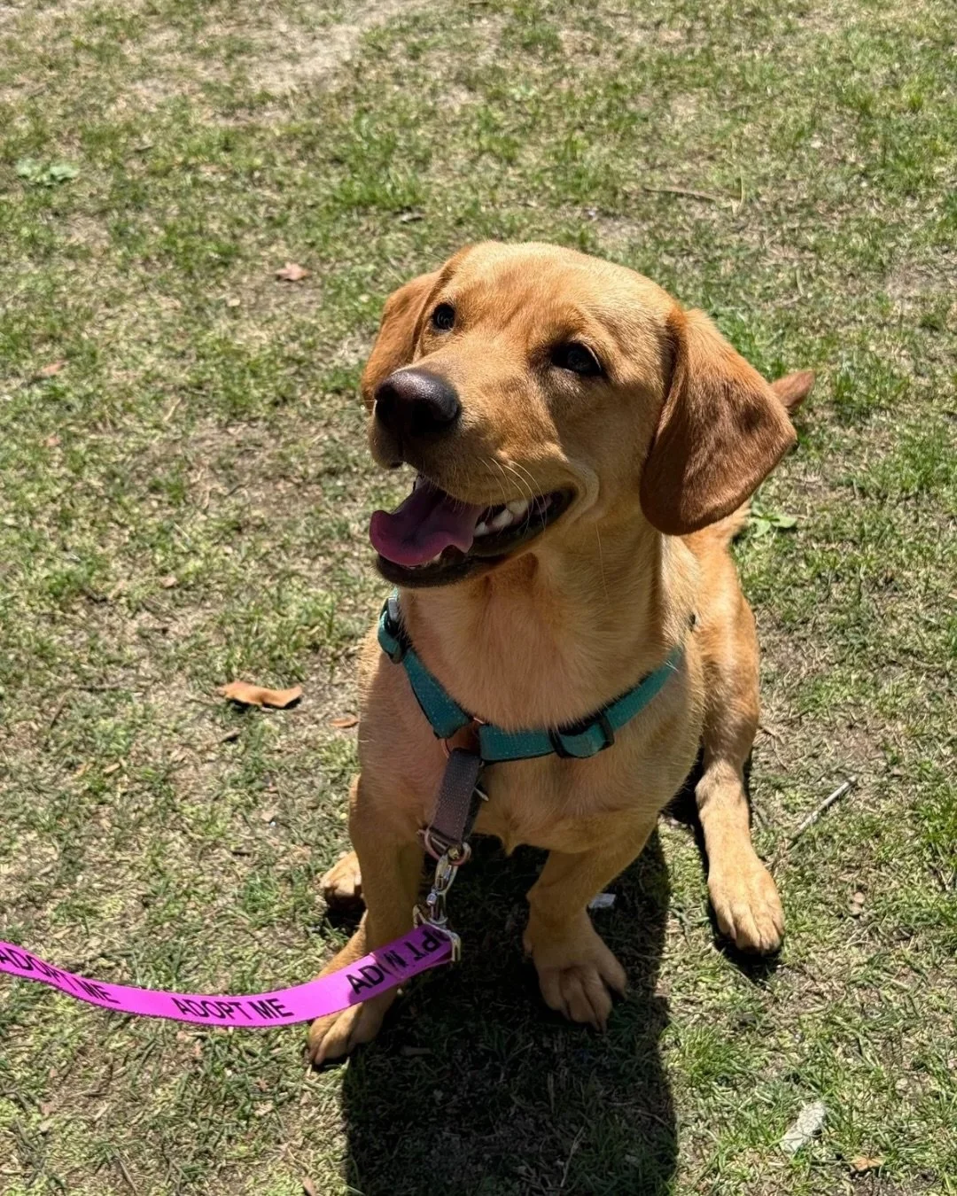 Leni approaches every single human like they&rsquo;re her Uber Eats driver.

43 pounds of:

fetch addiction

assuming every public outing is specifically for her

zero understanding of personal space

dramatic flops for attention

tiny linebacker ene