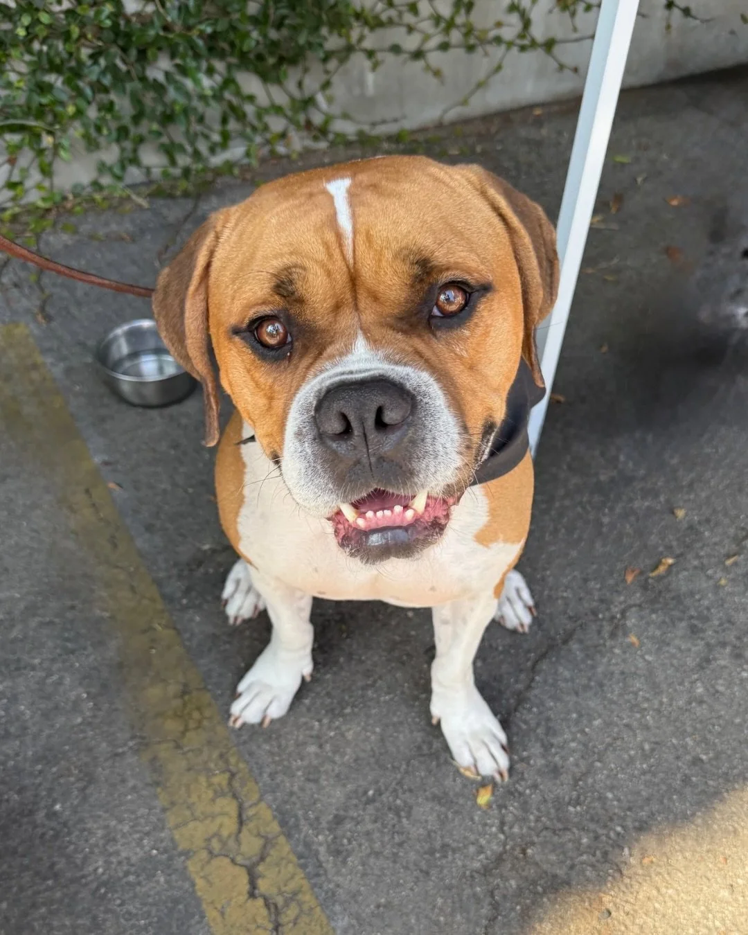 URGENT: Clyde needs a new foster by 5/23.

This very handsome, incredibly chill dude wants somewhere soft to nap and someone to follow around the house.

He spent SIX months at the shelter becoming a staff favorite. They took him on day trips and pac