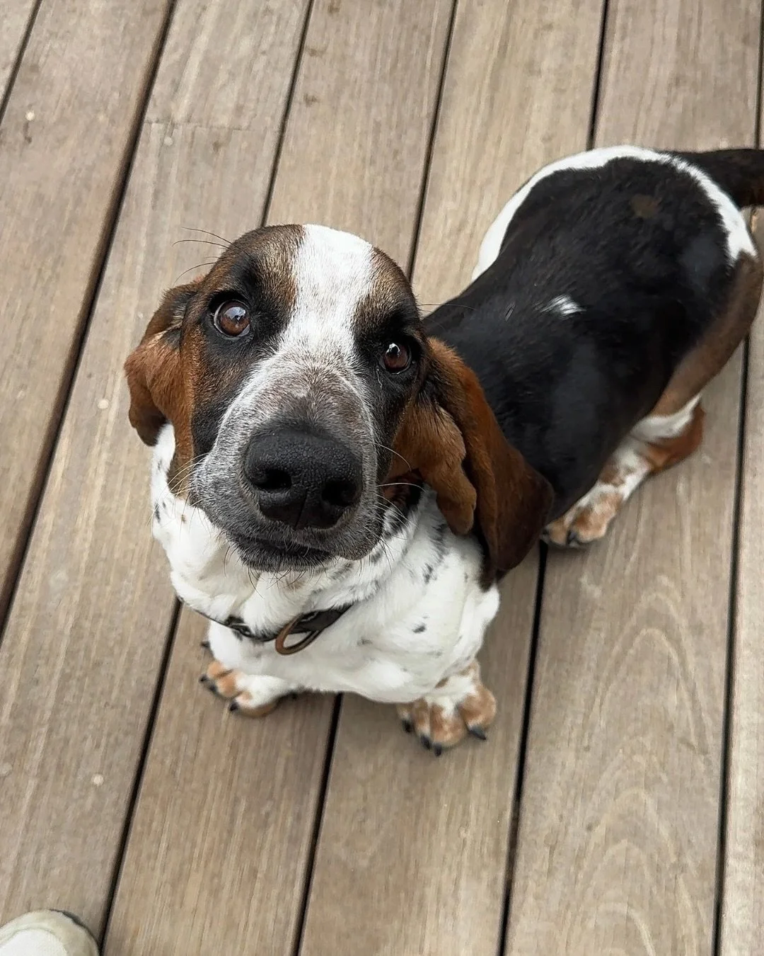 Welcome to the Real Good family, Bartholomew.

5 months old
27 pounds
Built like a baguette with ears
Crate trained
House trained
Professionally committed to being adorable

Honestly feels illegal to be this cute this early in life.

Bartholomew&rsqu