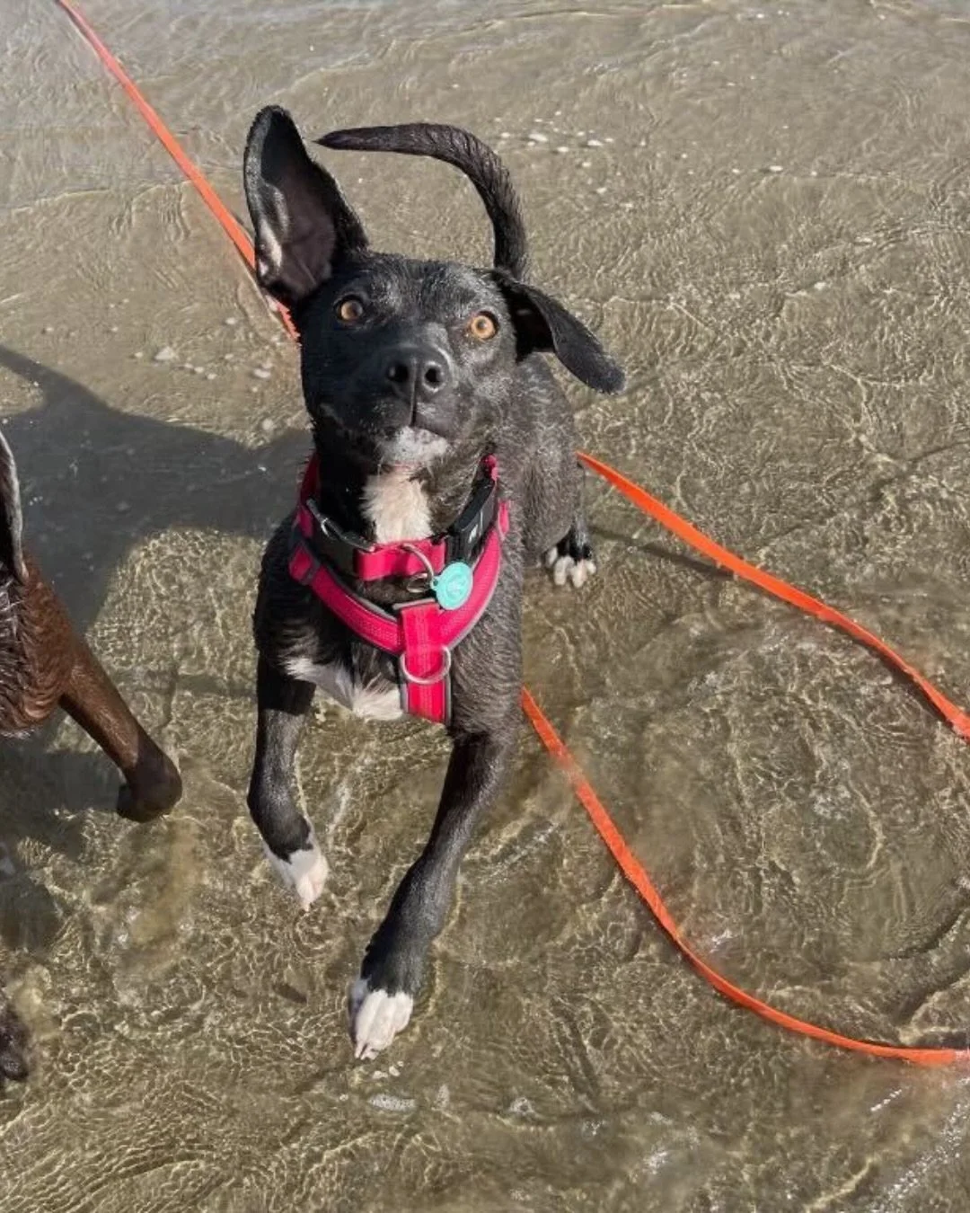 *COURTESY POST*

Tiger Lily is one of those dogs where you can literally watch her learning how to be happy again.

Tiny staffy mix.

Big feelings.

Very committed to zoomies.

She&rsquo;s playful, thoughtful, silly, and looking for someone who wants