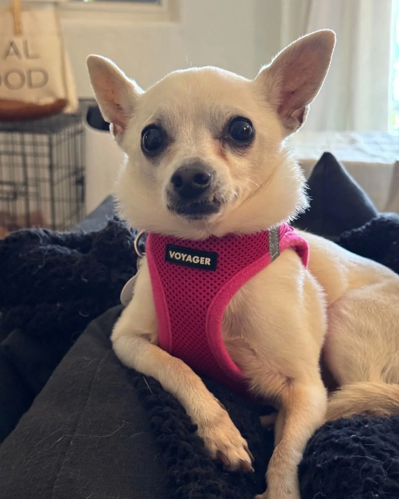 Ever since Martha had 22 teeth removed, somehow her personality got even bigger.

Tiny crooked smile.
Tiny little opinions.
Tiny woman fully running the household now.

She&rsquo;s recovered beautifully and has settled into foster life like she pays 