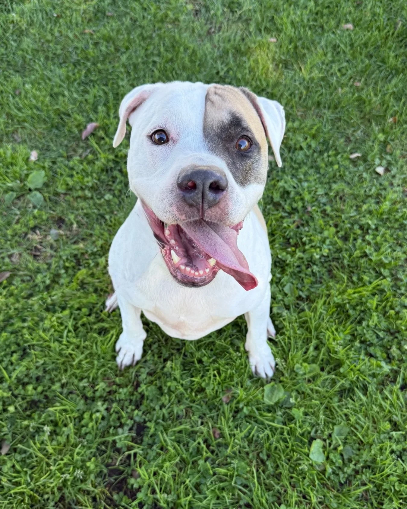 Jamie has the facial expression of someone who was just told she&rsquo;s the prettiest girl in the world.

11 years old.
Full-body smile.
Tongue permanently out.
Thrilled to be included in literally anything.

This is not a dog entering her senior er