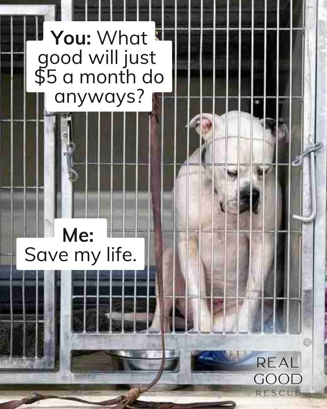 We&rsquo;re looking for Real Good Rebels.

Real Good Rebels are monthly donors who help us say yes when dogs are running out of time.

And here&rsquo;s the thing: you don&rsquo;t have to give a huge amount to make a real difference.

A $5 or $10 mont