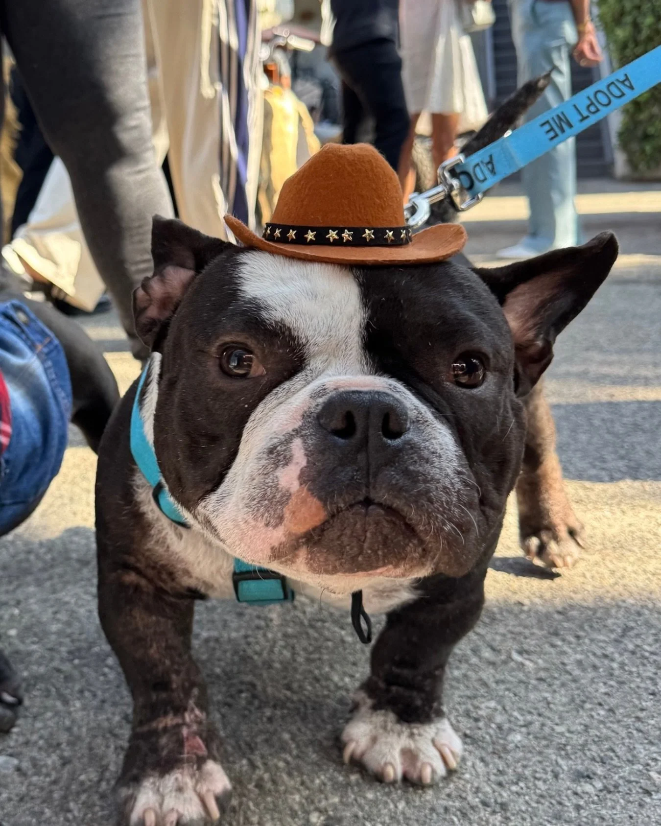 Not to be dramatic but he does look like he owns a tiny ranch somewhere outside Austin.

Forty pounds of muscle packed into a cowboy hat made for Build-A-Bear.

📍 Adopt at realgood.dog/adopt (link in bio)
💌 Questions? Email us anytime: adopt@realgo