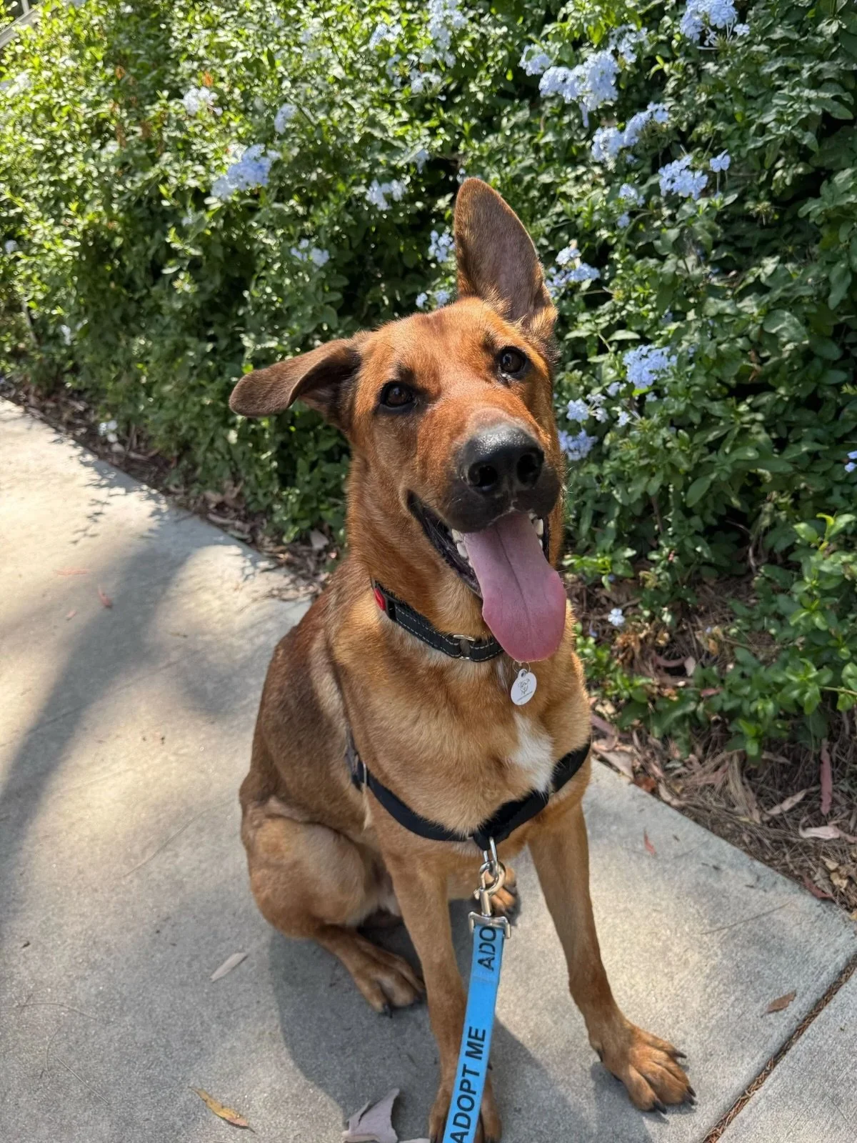 Ranger has survived more in the last few months than most dogs do in a lifetime.

Two surgeries.
Two emergency hospitalizations.
Twelve weeks of recovery.
$12,000+ in medical care.

And somehow he&rsquo;s still the happiest, goofiest, most loving ove