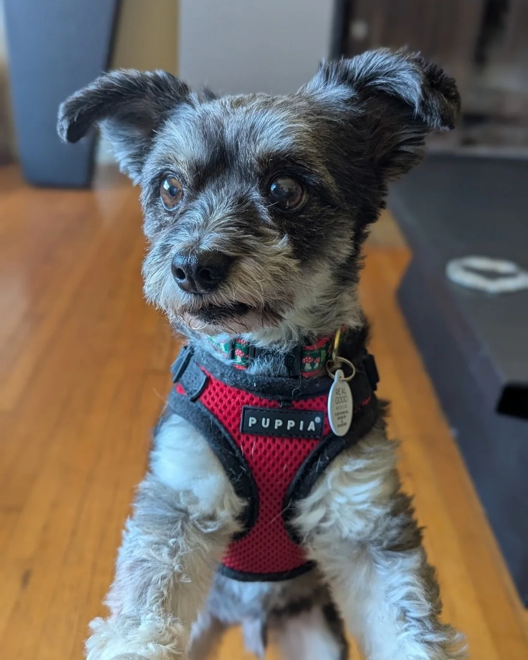 Jimmy&rsquo;s DNA results are honestly the least surprising thing about him.

Of course this man is built from multiple tiny old men standing on each other&rsquo;s shoulders in a trench coat.

Please swipe for the ancestry report.

📍 Adopt at realgo