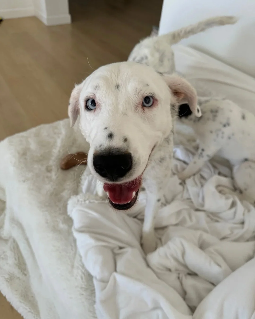 Please give a Real Good welcome to Khaleese. The wiggly, sweet, dog-loving girl you see here? She almost did not make it to us.

Swipe to see where she started.
Khaleese was pregnant when she left the shelter. The rescue that pulled her provided no f
