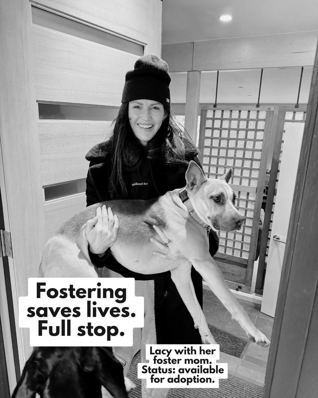 June is Foster a Pet Month, and we&rsquo;re here to say the thing loudly:

Fostering saves lives. Full stop.

When someone opens their home to a dog in need, it gives that dog a safe place to decompress, heal, learn, and be loved while they wait for 