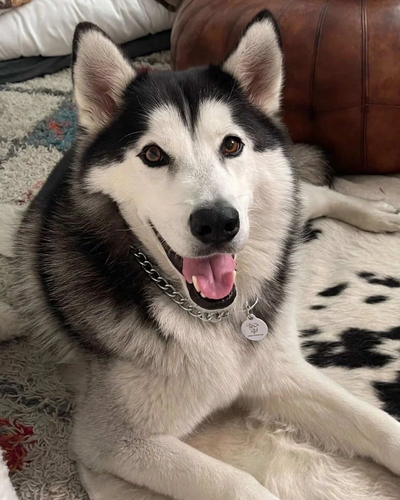 Dakota has been in rescue for over two years and we have one thing to say about that.

Absolutely not.

This man does not walk in a straight line. Ever. His foster nicknamed him Ziggy Stardust because he will sprint, stop, spin, sniff something extre
