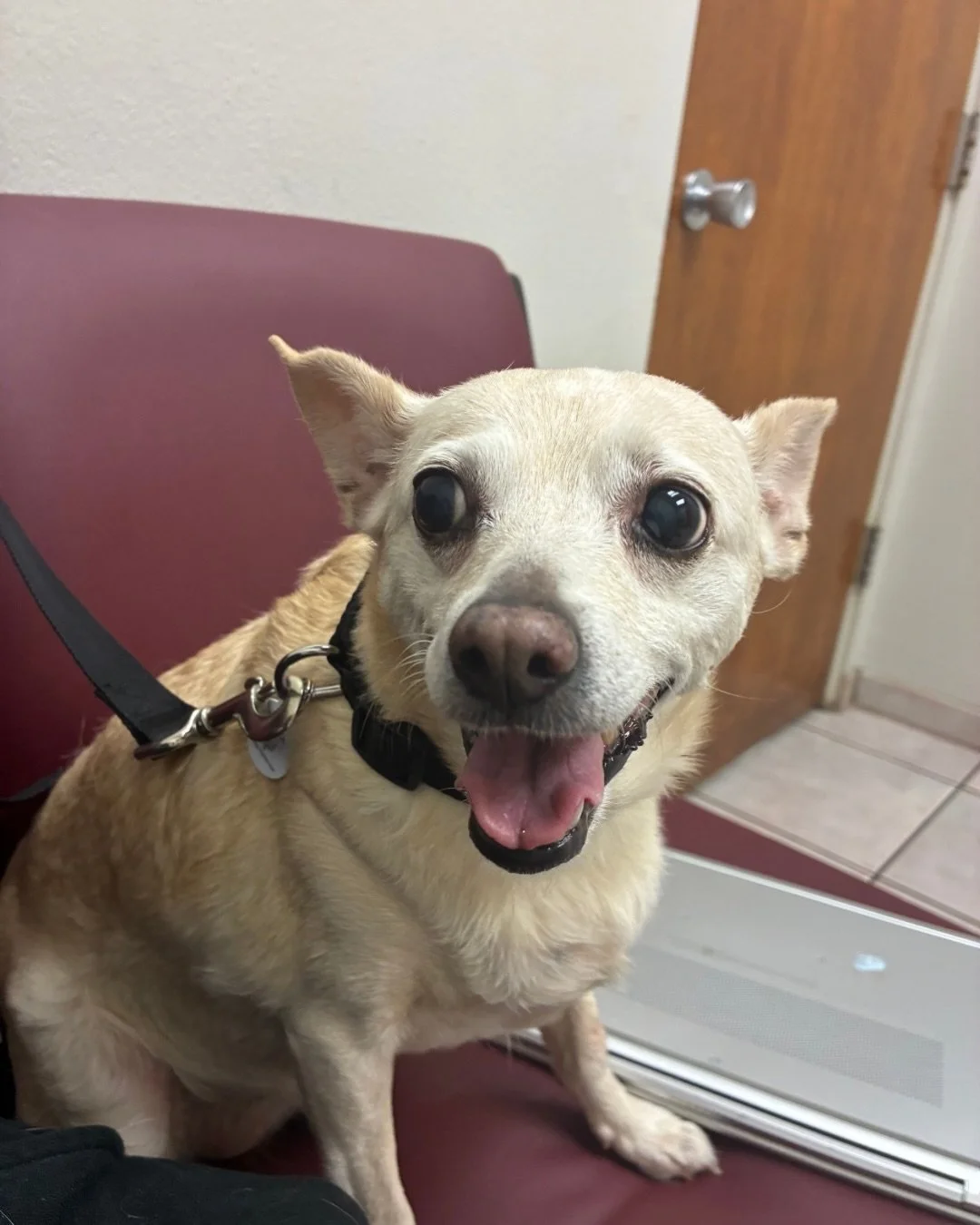 Okay but have you SEEN Rene.

This 7 year old senior chihuahua has been waiting an entire year for someone to get their act together and here we are. We got her act together for her.

Rene doesn&rsquo;t ask for much. A comfy spot. A little snack. Som