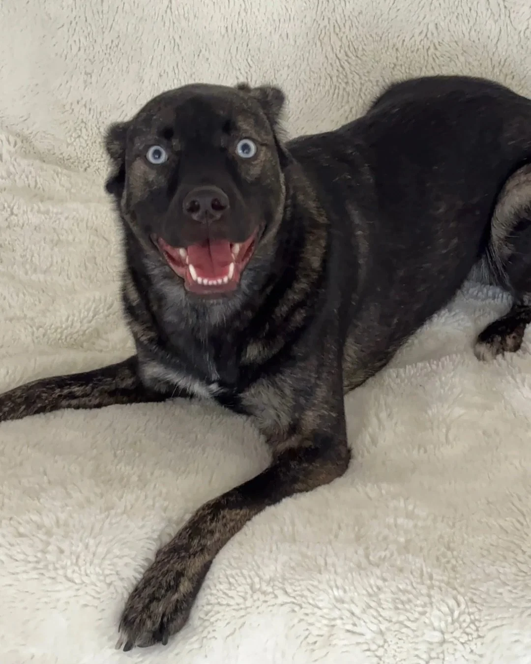 Y&rsquo;all, please give a Real Good welcome to Bella.

She is a one year old Australian Kelpie mix and she has absolutely no notes about herself.

Bella came to us after another rescue took her in and then completely failed her. No follow through on