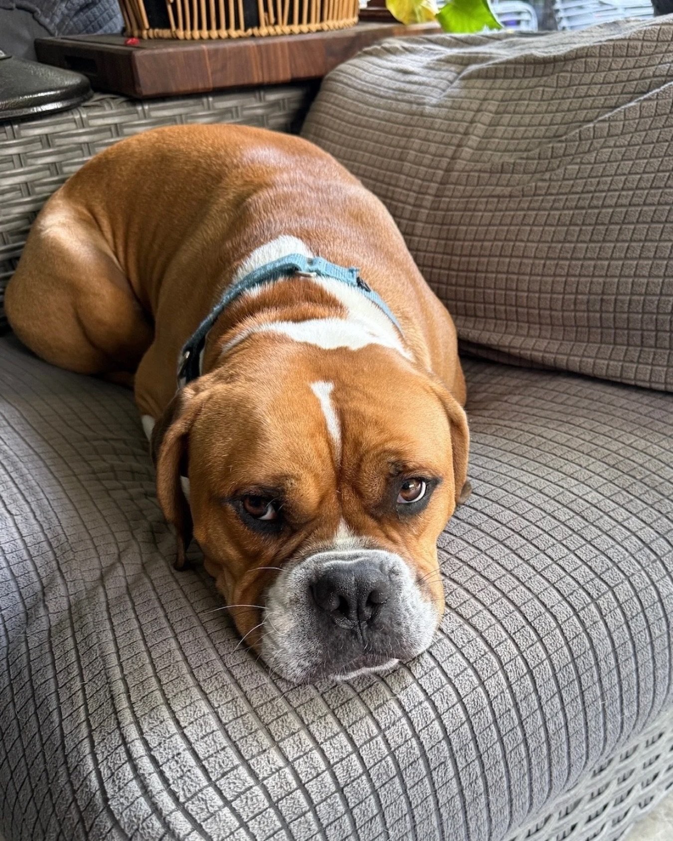 Hi. My name is Clyde.

I&rsquo;ve been told I&rsquo;m supposed to tell you why you should foster me. Personally, I think my face is doing most of the work here. But fine.

I&rsquo;m about 4 years old. House trained, crate trained, and pretty committe