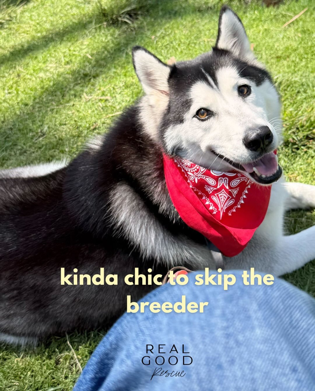 fine. we&rsquo;re chic. moving on. 

#RealGoodRescue
#RealGoodGang