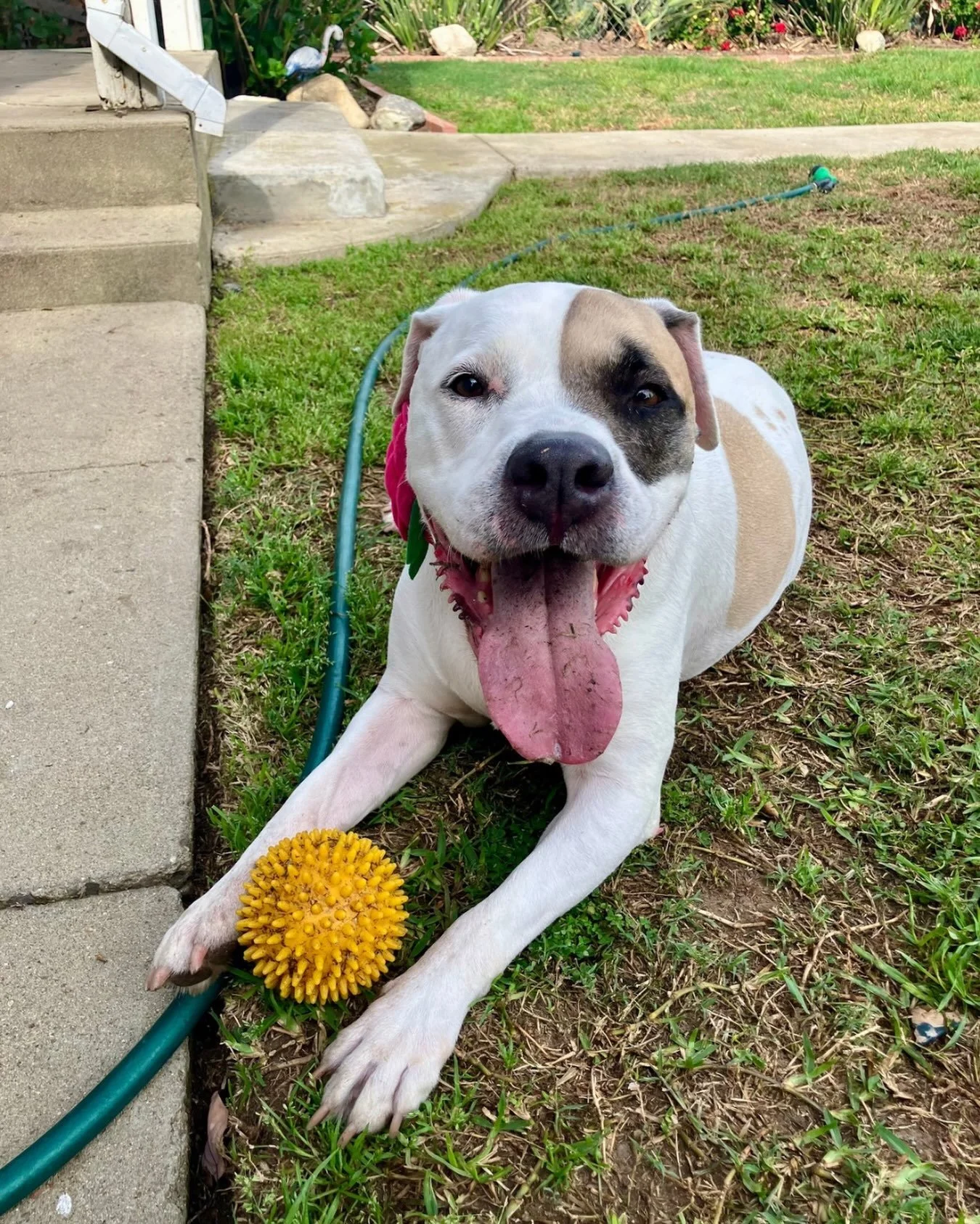 Jamie is ten years old, 61 pounds, and currently guarding a yellow ball like it personally belongs to her. We respect it.

She has been with Real Good Rescue since
February of last year.

She is gentle, sweet, crate trained, house trained, and the ki