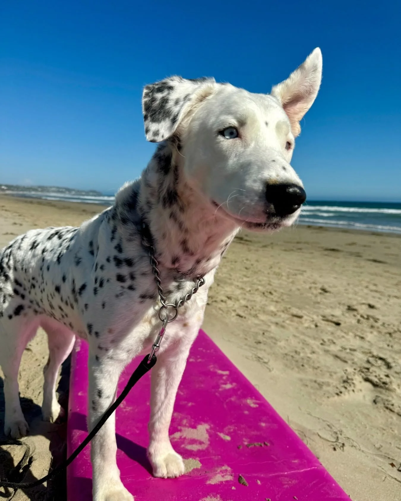 The one blue eye. The pink mat. The beach. The audacity of her still being available.

Khaleese is loyal, affectionate, gets along great with other dogs, and saves her wiggles for the people who earn them.

Which honestly just means you have somethin