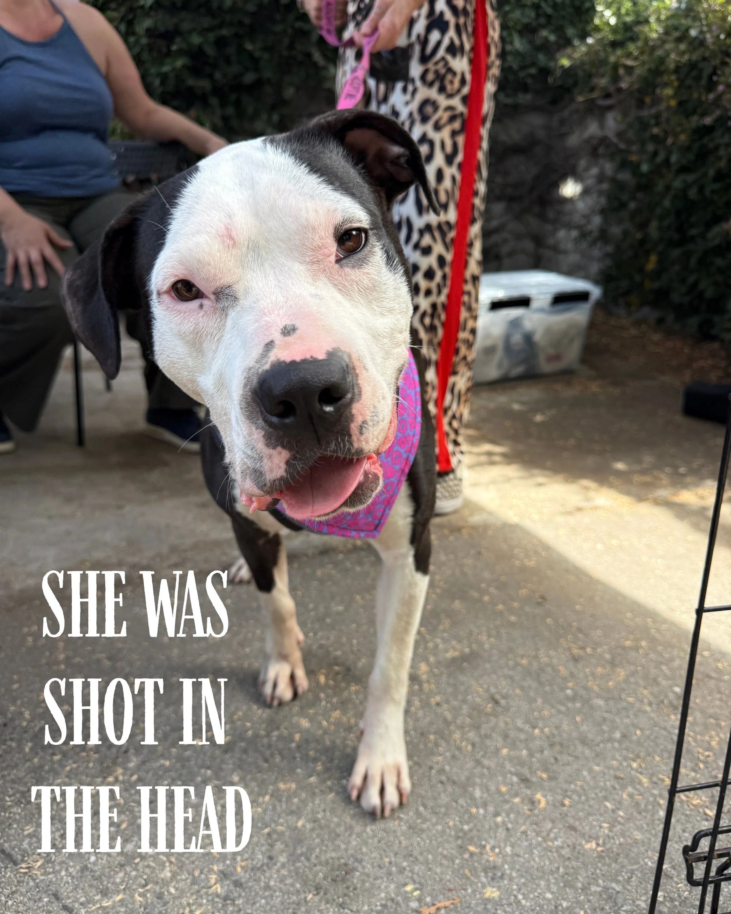 If you&rsquo;ve been following along, you know that Rita has been through things that most dogs would not have survived and would shatter the hearts of most people. 

She was starved, beaten and shot in the head, left with bullet fragments in her sku