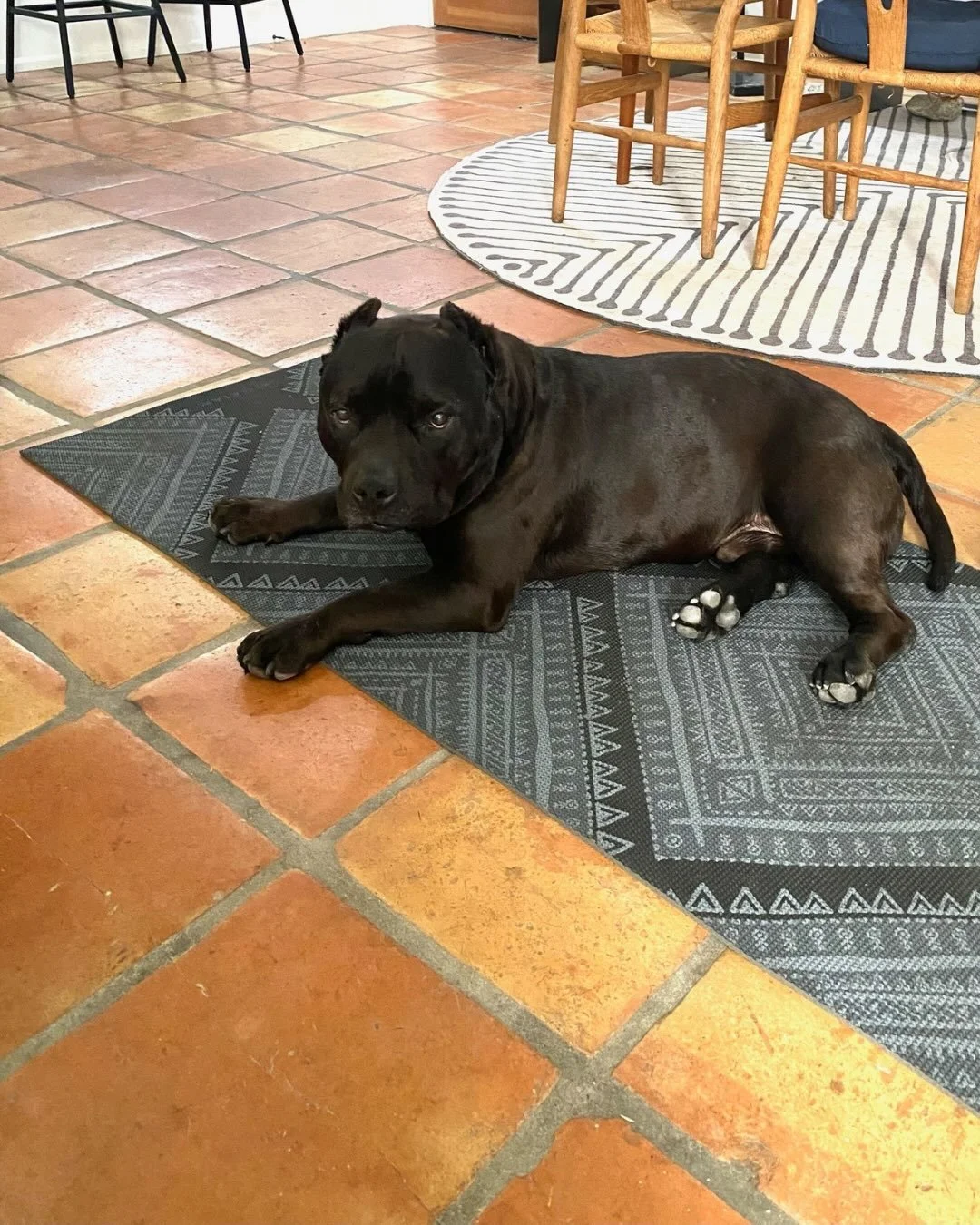 Harold traded his gold chain for a week in the desert and honestly that is a character arc we did not see coming, but respect.

He has been with Real Good Rescue since January and we are genuinely baffled that nobody has snatched him up yet. Every si