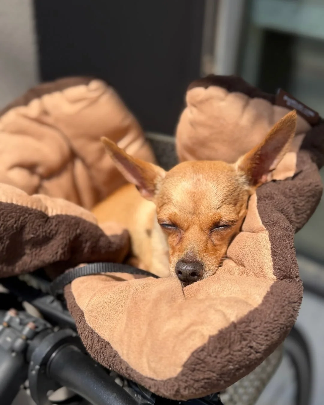 Somebody please explain to us how this five pound senior gentleman with the face of an angel is still available.

Rocky is calm, sweet, gentle, and approximately the size of a Party Burrito from @tacobueno.
Texas folks know.

He has one requirement f