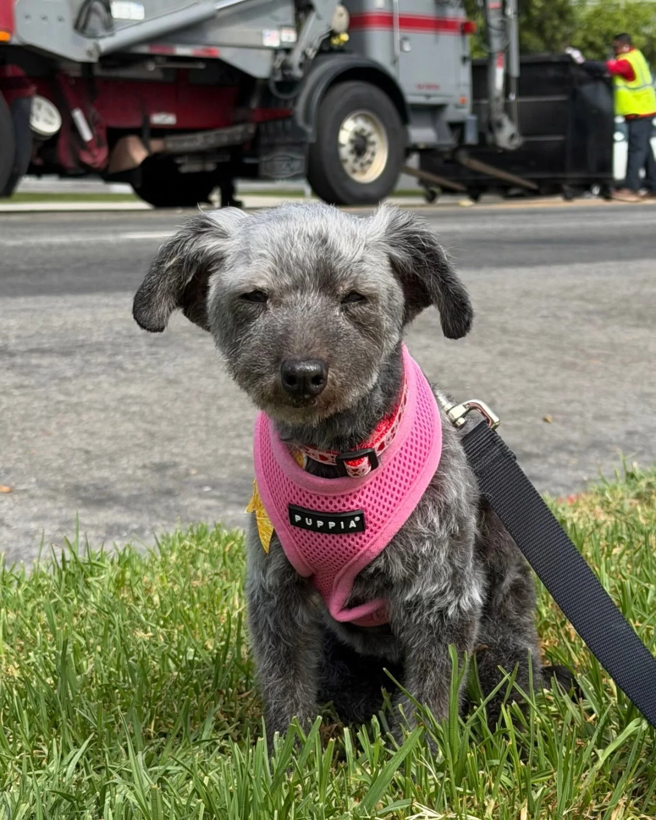 Doris (aka DeeDee, if you&rsquo;re nasty) is smizing right now and she knows it.

She has two settings: being held, and being annoyed that she&rsquo;s not currently being held.

Naps constantly. Loves food, obviously.

If your dream dog is a small sc