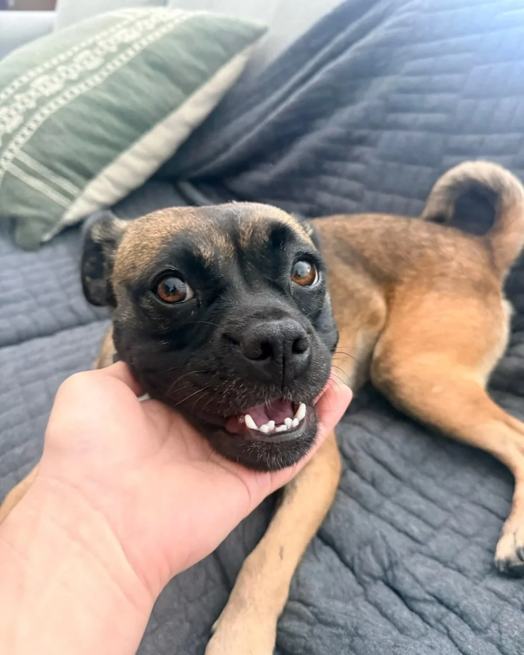 Since leaving the shelter, Rosalita has been settling into foster life, and it clearly agrees with her.

She greets every person like they&rsquo;ve already agreed to adopt her. She&rsquo;s right.

Age: 2
Weight: 26 lbs
Breed: Puggle
Leash skills: wor