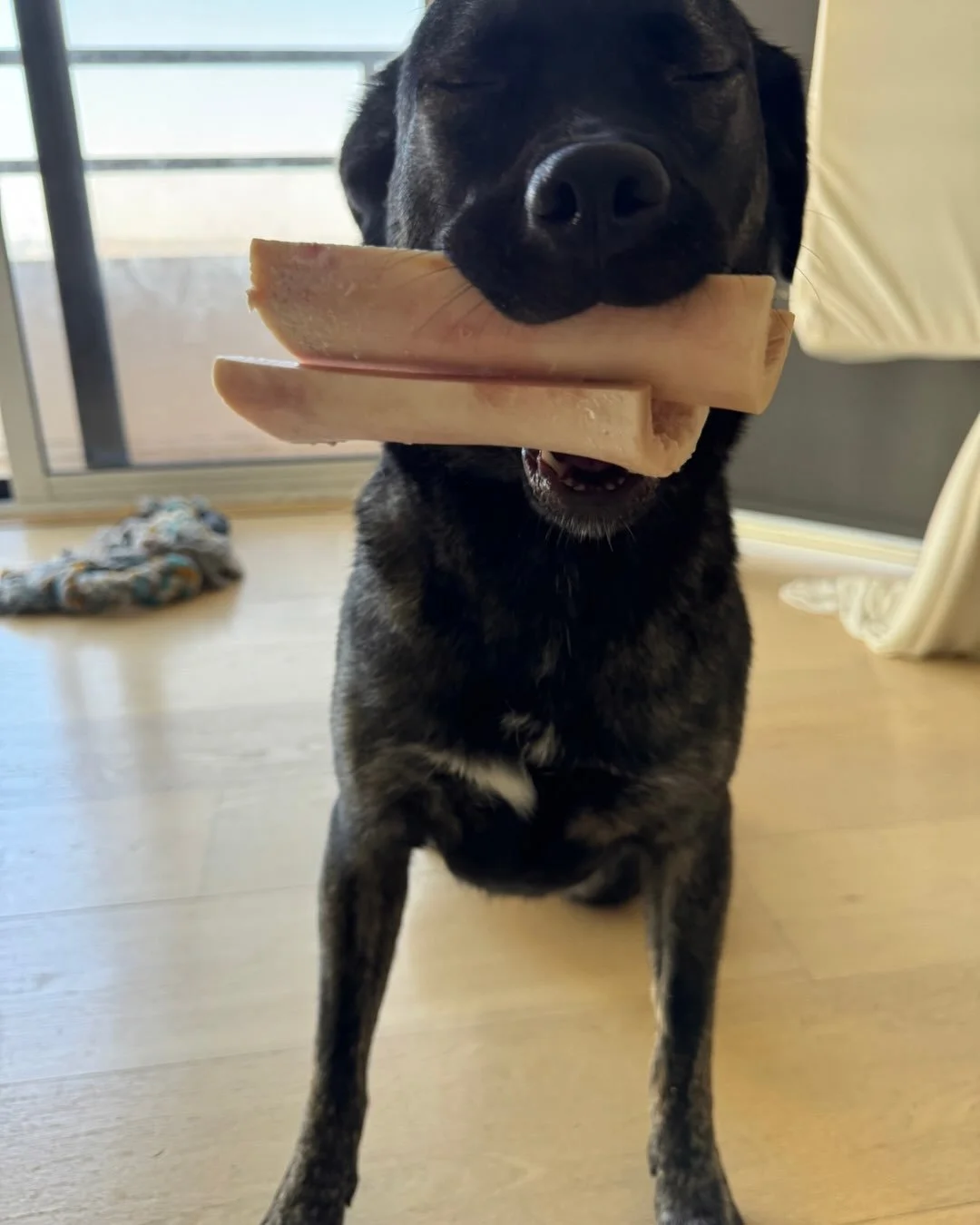 Bella&rsquo;s philosophy: two bones, or no bones at all. No further questions.

She&rsquo;s smart, easy to be around, great with other dogs, and lives for the beach and car rides.

Age: approximately 1
Weight: 40 Ibs
Breed: Kelpie / Australian
Dog fr