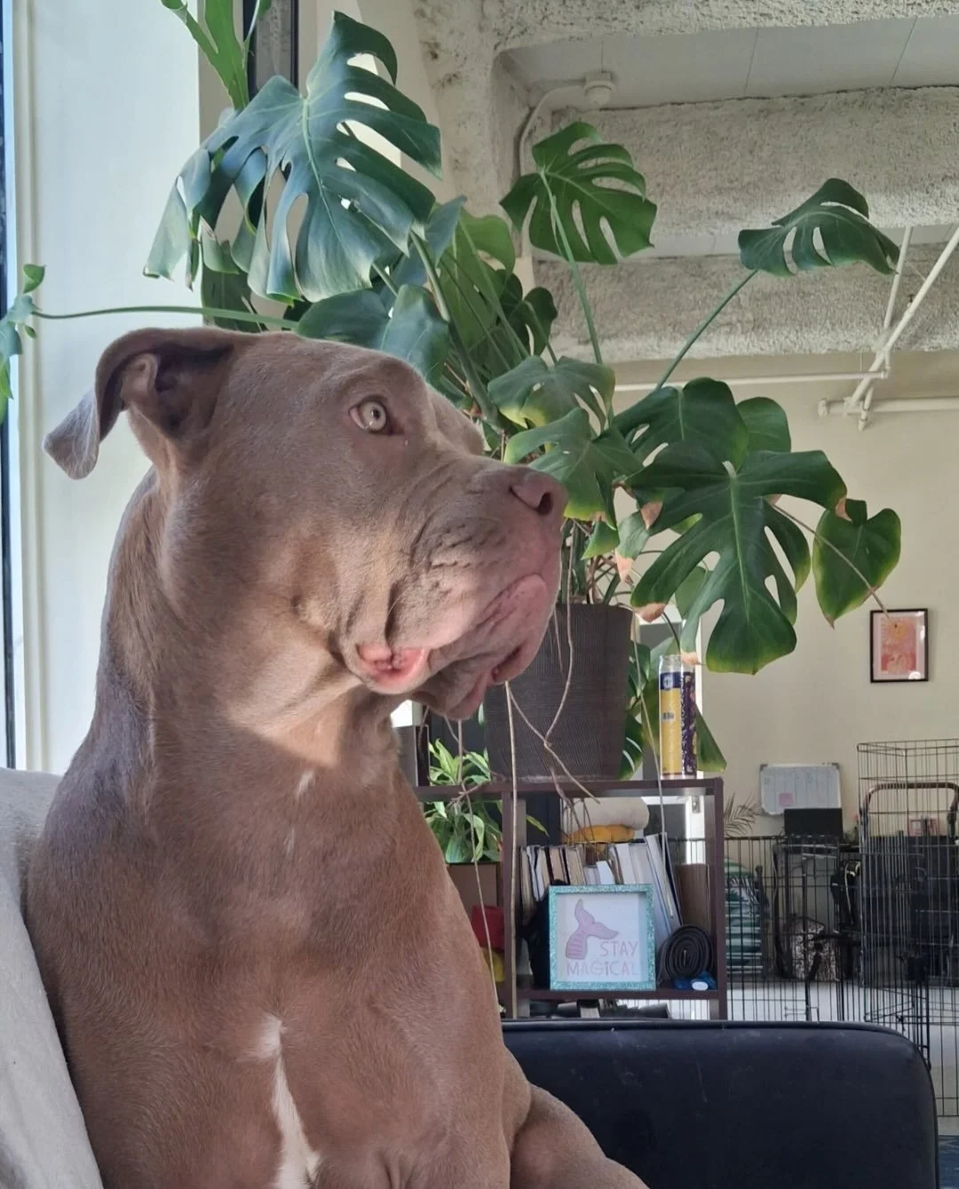 Lola&rsquo;s three episodes deep into reruns of 21 Jump Street with her foster mama, wrapped up like a burrito, fully invested in the plot.

She plays hard, she binges harder, she&rsquo;s basically the ideal roommate.

Age: 1
Weight: 54 lbs
Good with