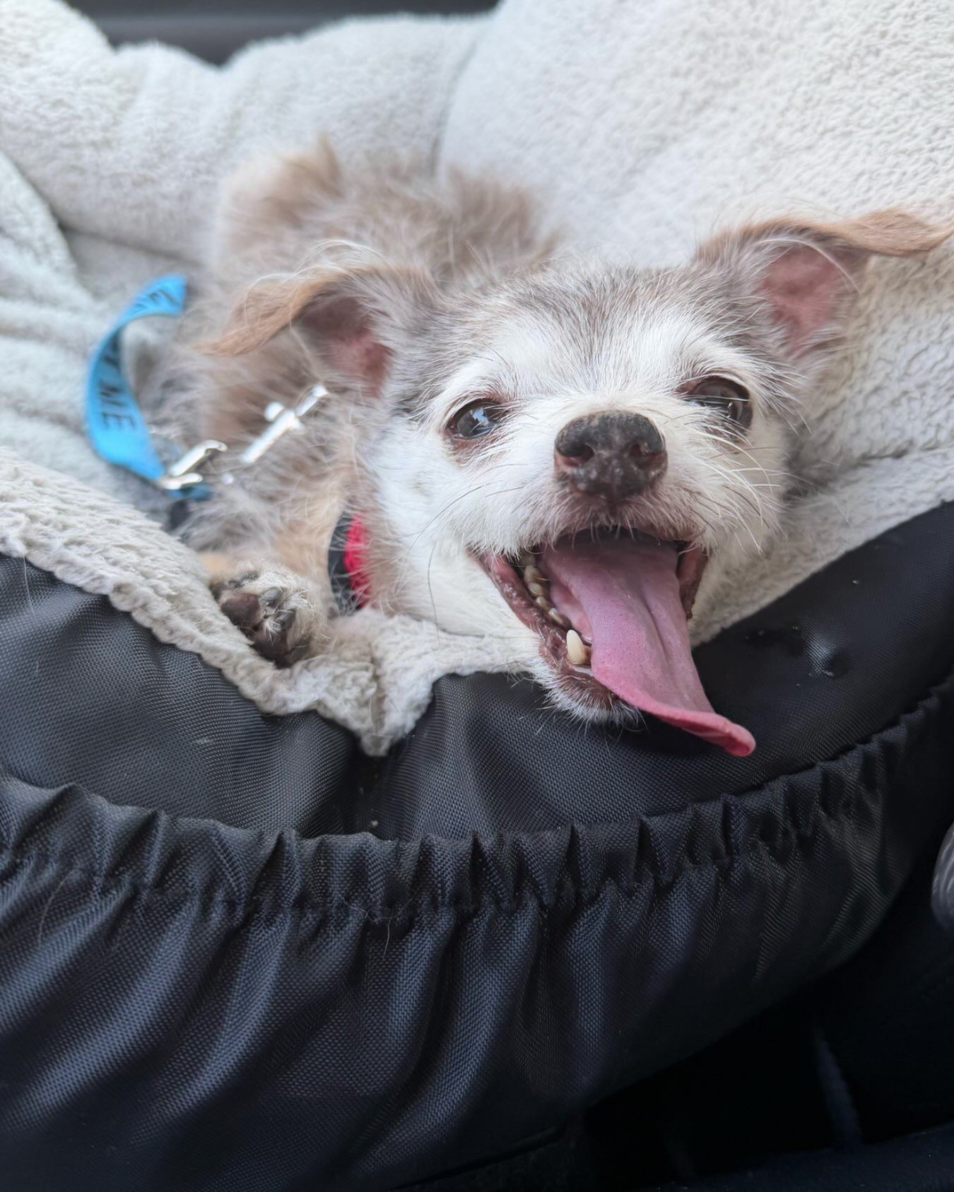 Baby Shark survived the medical unit, weeks in the hospital for mycoplasma pneumonia, and came out the other side with one lifelong goal: do less.

He&rsquo;s settled into foster life like he&rsquo;s been doing it for years: naps hard, walks calm, an