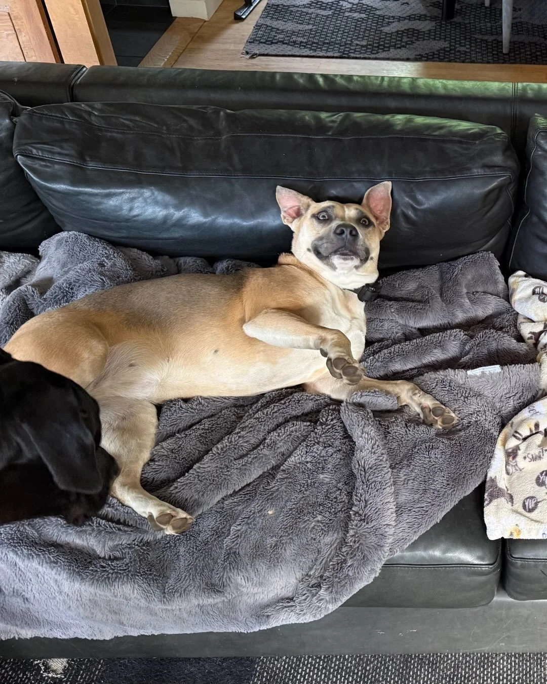 Lacy has two modes: model citizen and menace to sticks everywhere.

Age: approximately 2 years old
Weight: approximately 40 lbs
Leash skills: a work in progress, but she&rsquo;s come a long way
Gentle treat taker
Dogs: yes
Kids: older kiddos
Cats: ye