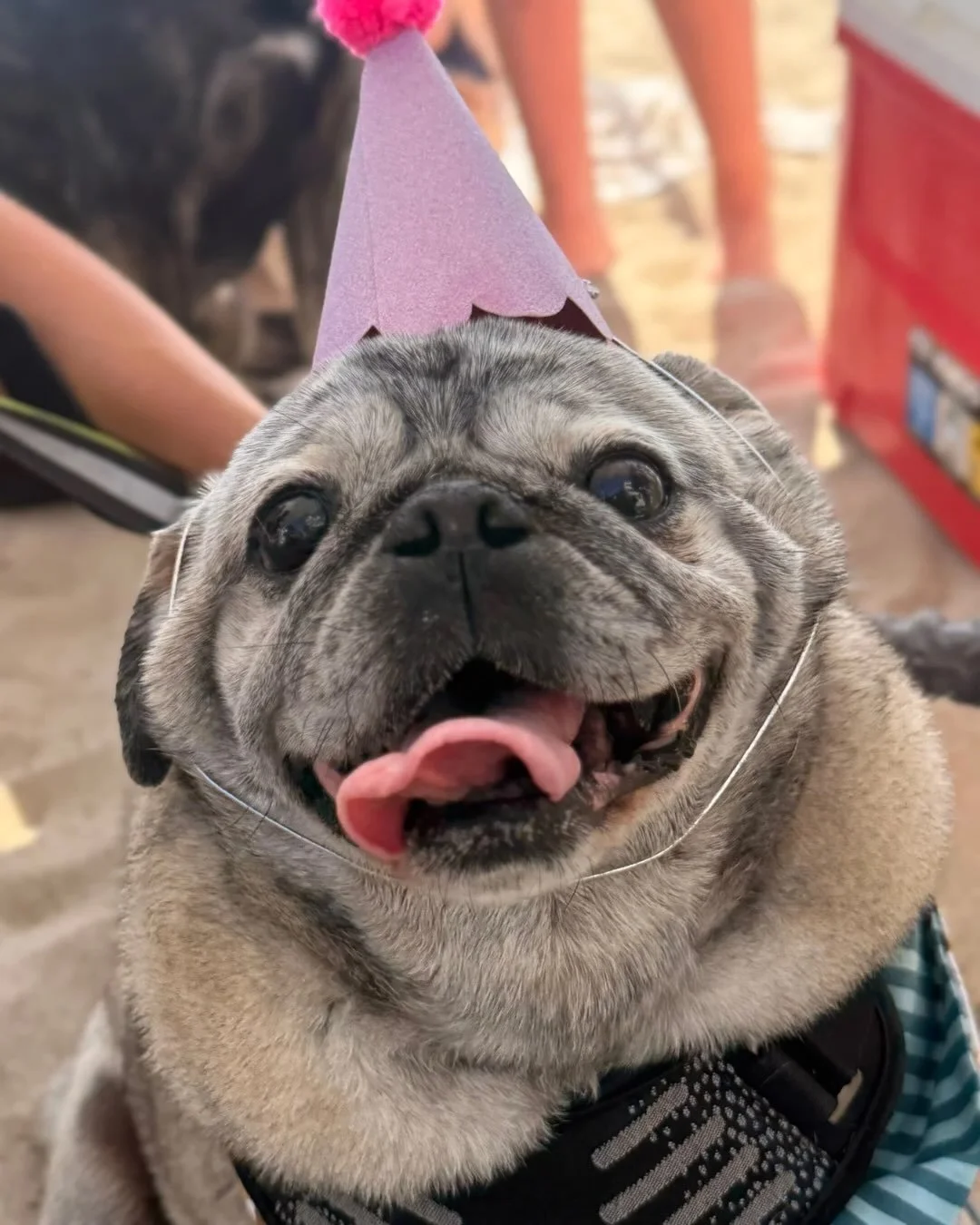 Biggie and Smalls have two expressions: thrilled beyond words, and personally offended by something you haven&rsquo;t figured out yet.

There&rsquo;s no in between, and there&rsquo;s no warning which one you&rsquo;re getting.

Biggie:
10 years old
35