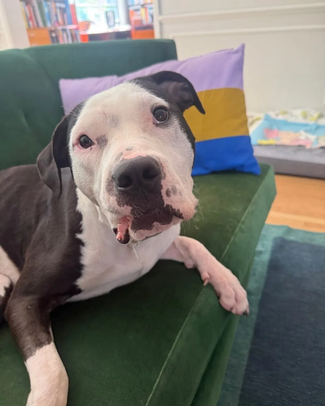 Rita survived a gunshot wound, starvation, and multiple fractures to her skull and spine from blunt force trauma. And somehow her biggest concern these days is whether the couch cushion is comfortable enough.

She&rsquo;s approximately 1 year 10 mont
