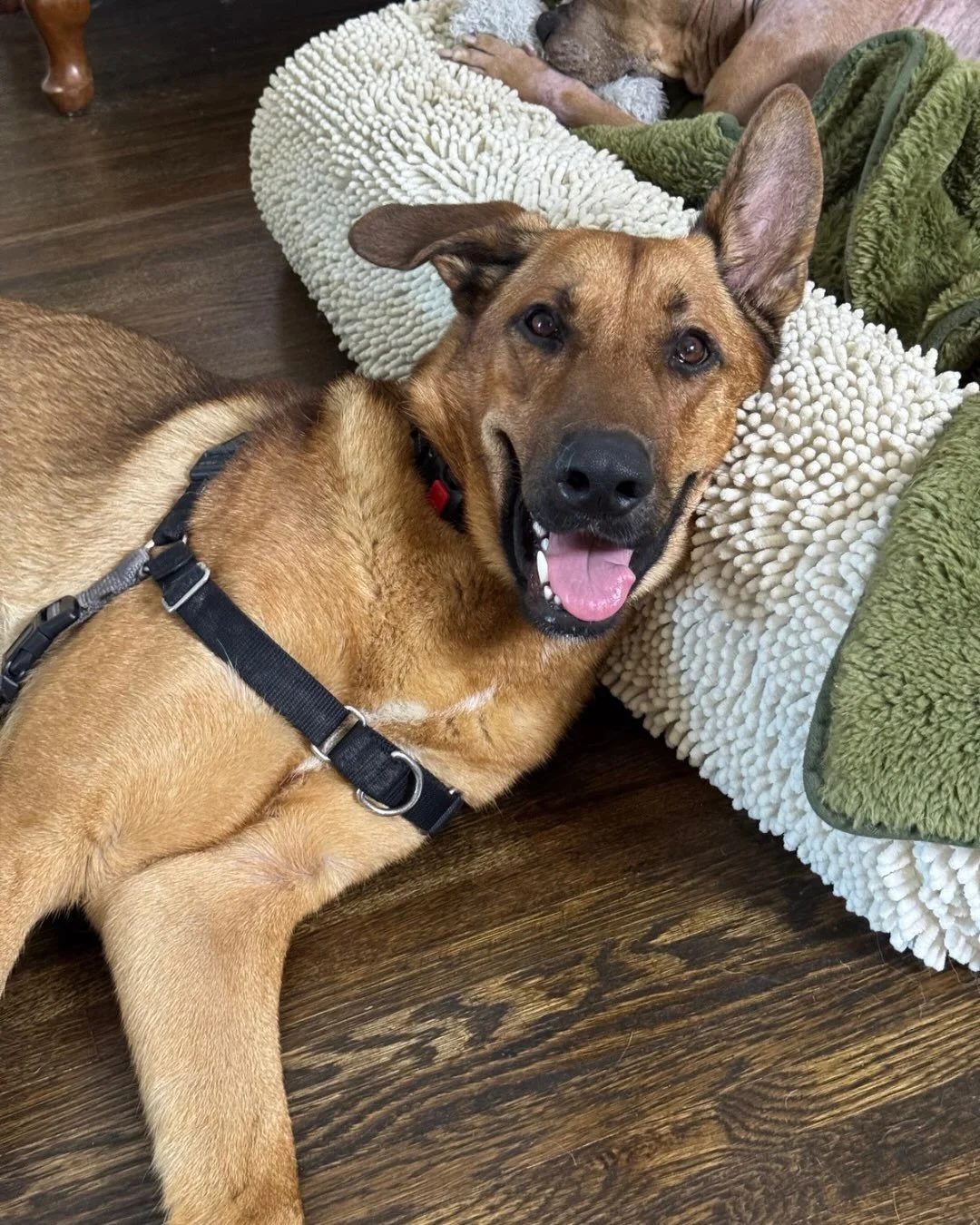 Six months ago, we welcomed Ranger to the Real Good Rescue family. Since then, he&rsquo;s fully recovered from a rough medical stretch, made three separate best friends, and posed for what can only be described as a squad photo.

The only thing he ha
