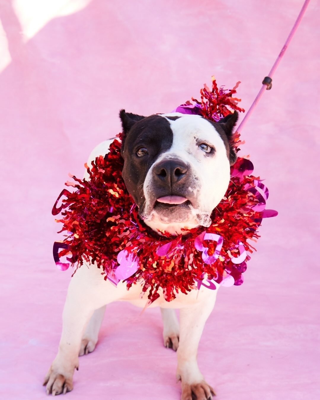 Luna will wear a full tinsel wreath around her neck and stick her tongue out through the entire thing like she requested it herself.

She&rsquo;s medium energy in the best way: down for a light jog, equally down to lay around chewing a bone while you