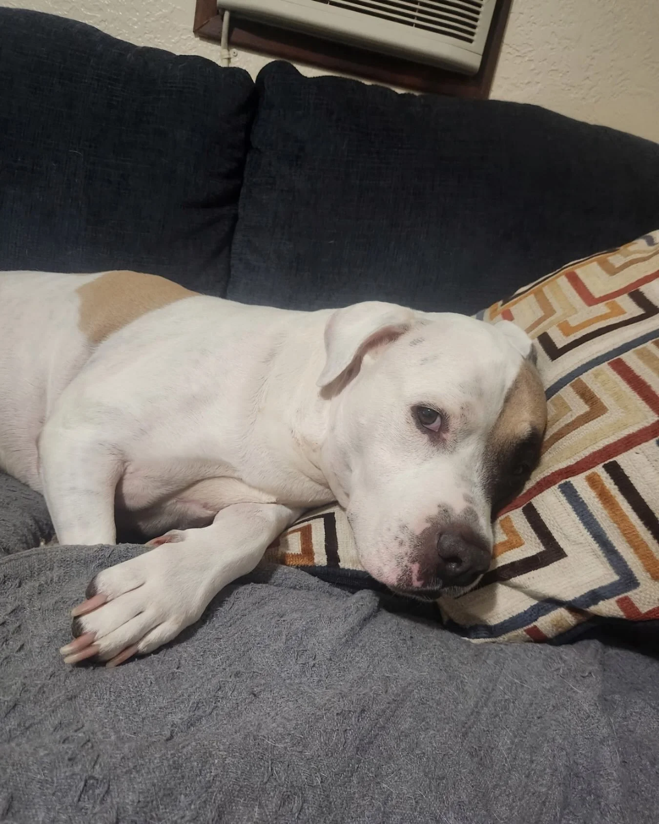 Imagine sitting on the couch, having this face stare back at you, and telling us you&rsquo;re not in love. Go ahead. Try it.

Jamie waited over 100 days at the North Central Shelter. She came in at 93 pounds and lost 30 from the stress of it. When we