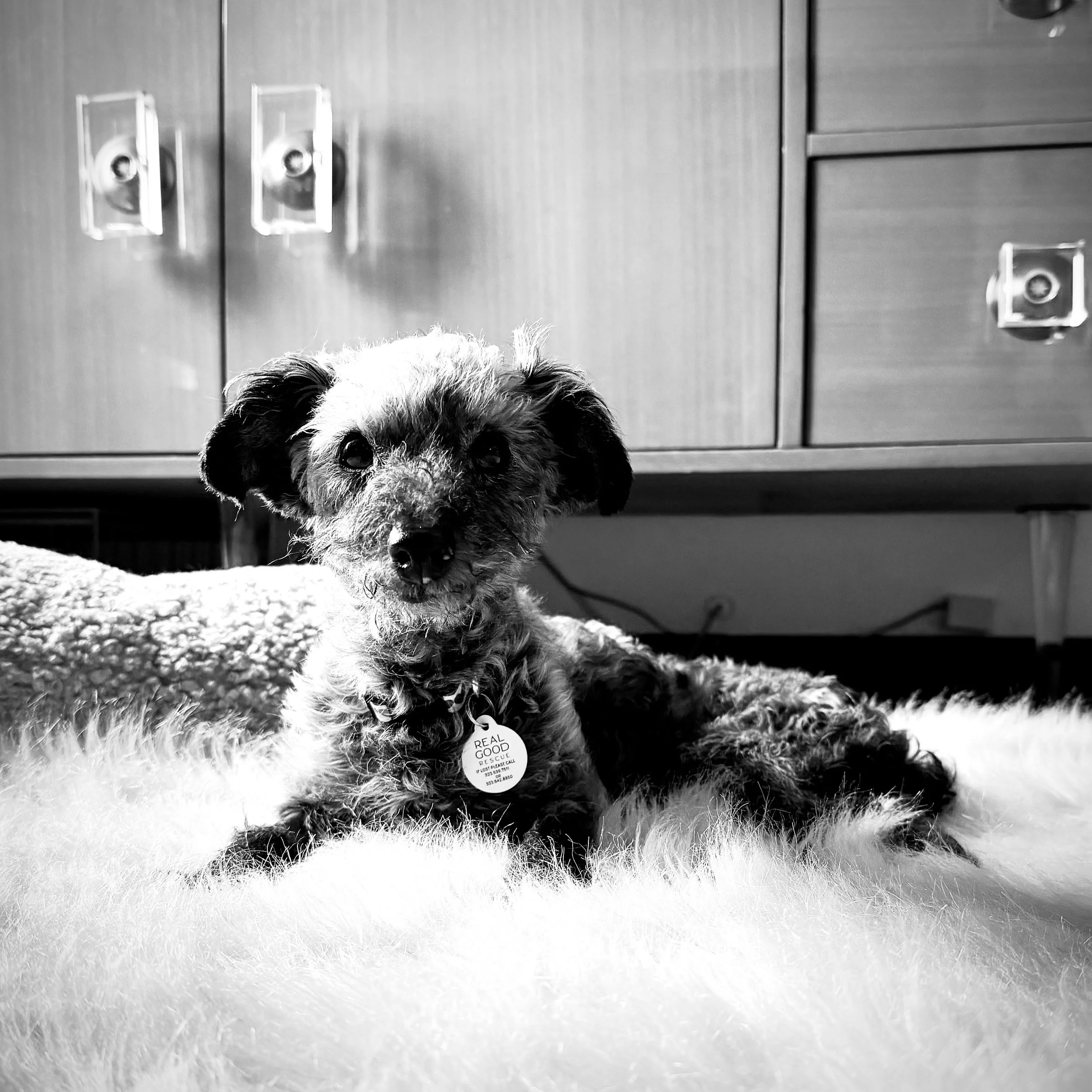 We&rsquo;re devastated and heartbroken to share that we said goodbye to our resident little lamb, Doris (aka Dee Dee), yesterday.

She came to us after a lifetime of neglect, the kind that takes months to even start undoing. She&rsquo;d been with us 