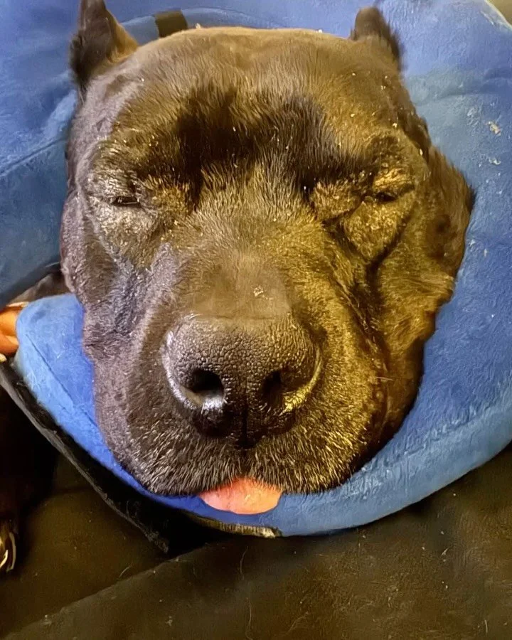Everyone wants a purebred dog. Harold is a purebred American Bully. And yet, 8 months later, still not adopted.

He came to us with chronic inflammation, skin issues, ear infections, and eye infections. We thought we&rsquo;d turned a corner. We were 