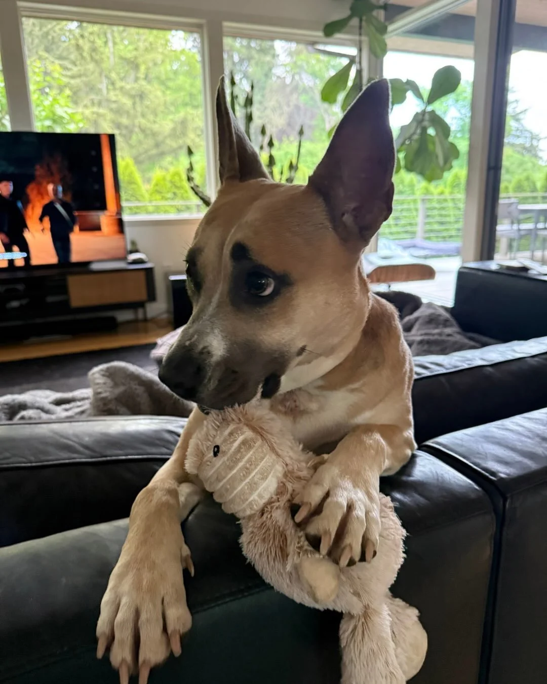 Lacy has entered a committed relationship with her favorite stuffie. We were not consulted.

Since we got her, she&rsquo;s made it clear she&rsquo;s affectionate, friendly, and always up for whatever&rsquo;s next, basically the whole package, and she