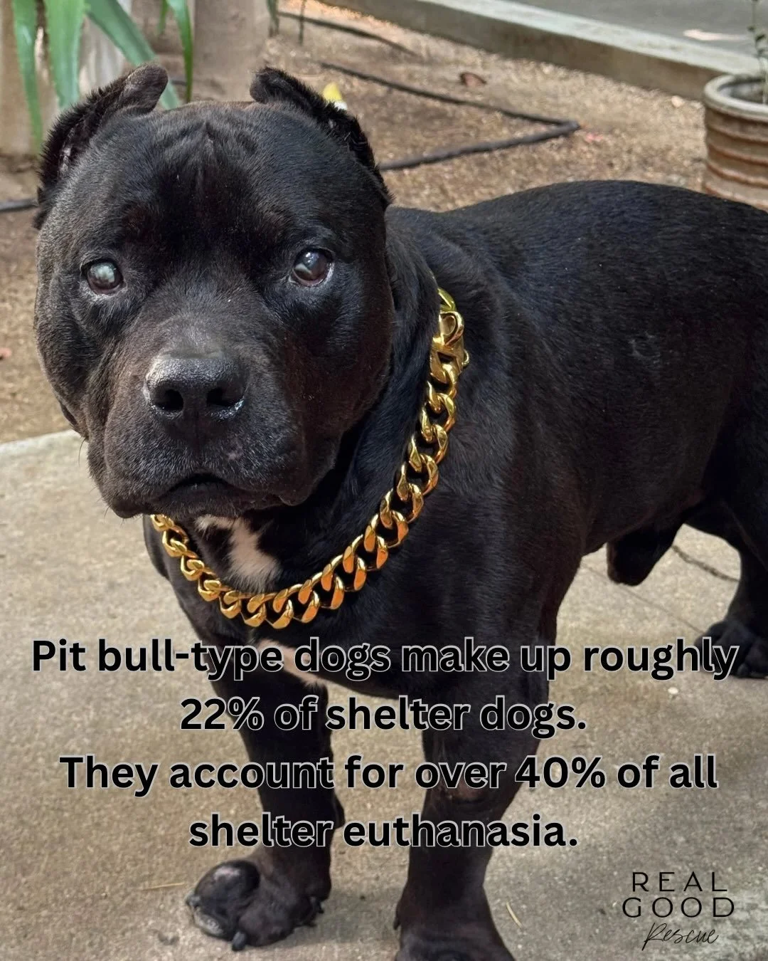 Today is a triple threat: Adopt a Shelter Dog Month, Pit Bull Awareness Month, and Black Dog Day, all landing on the same damn day.

Pit bull-type dogs make up 22% of shelter dogs and over 40% of shelter euthanasia. Some shelters kill them within hou