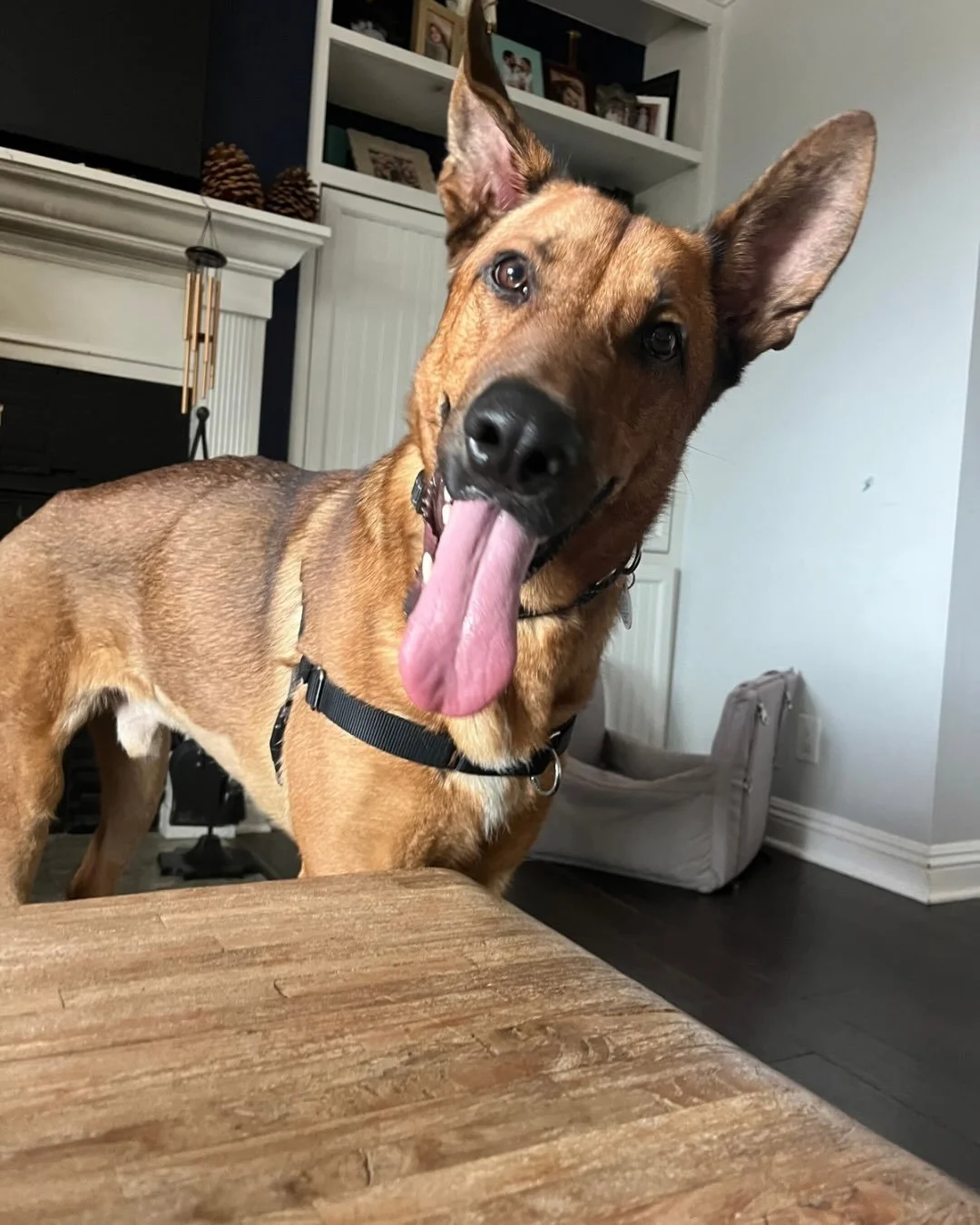 Nobody told Ranger he&rsquo;s been through hell and it shows.

This kiddo survived major surgery, a serious hospitalization, and an adoptive family that failed him, and he is still out here being the goofiest, most unhinged, most joyful dog we have e