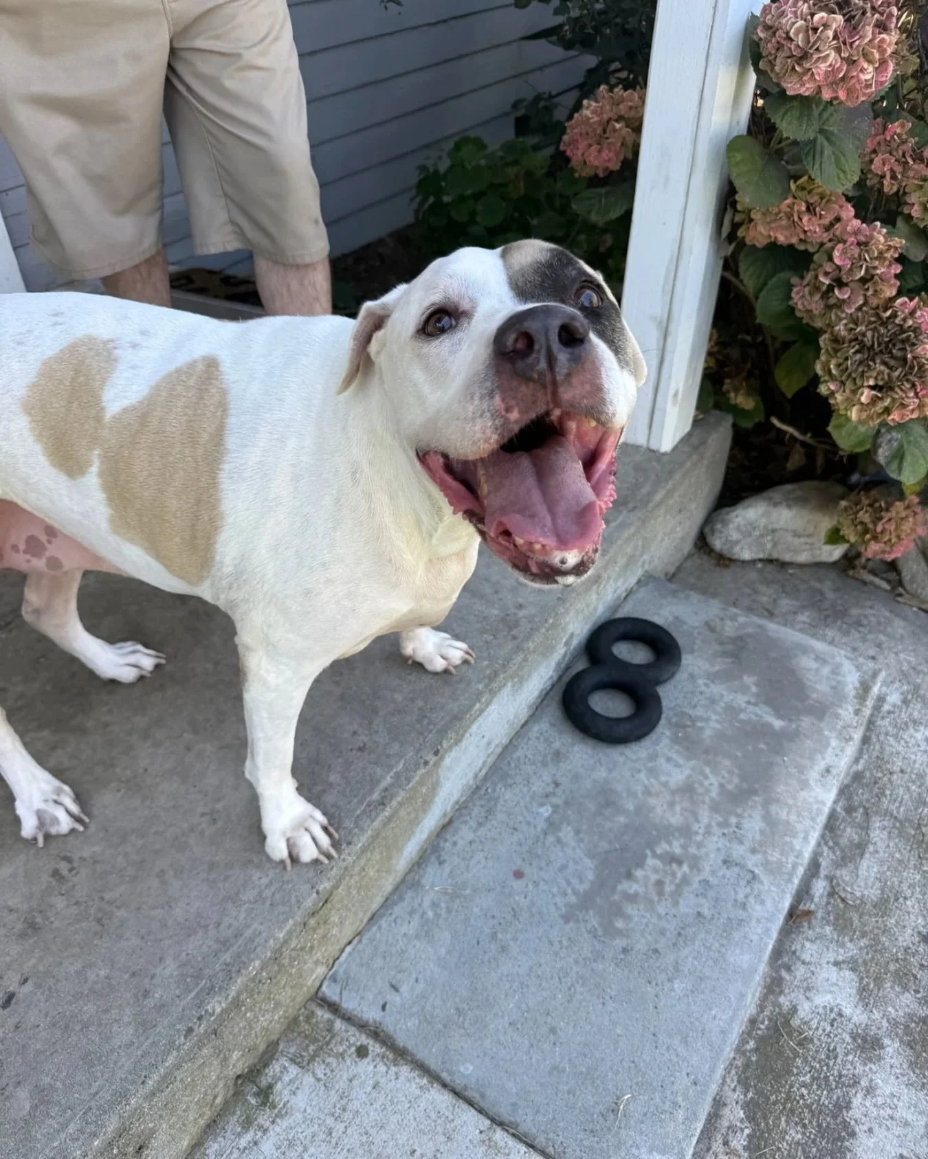 Y&rsquo;all. Jamie is 10 years old, loves to play ball, is thriving in her foster home with her foster sibling, and has not received the attention she deserves.

She is gentle, loyal, crate and house trained, and does well with confident dogs on slow