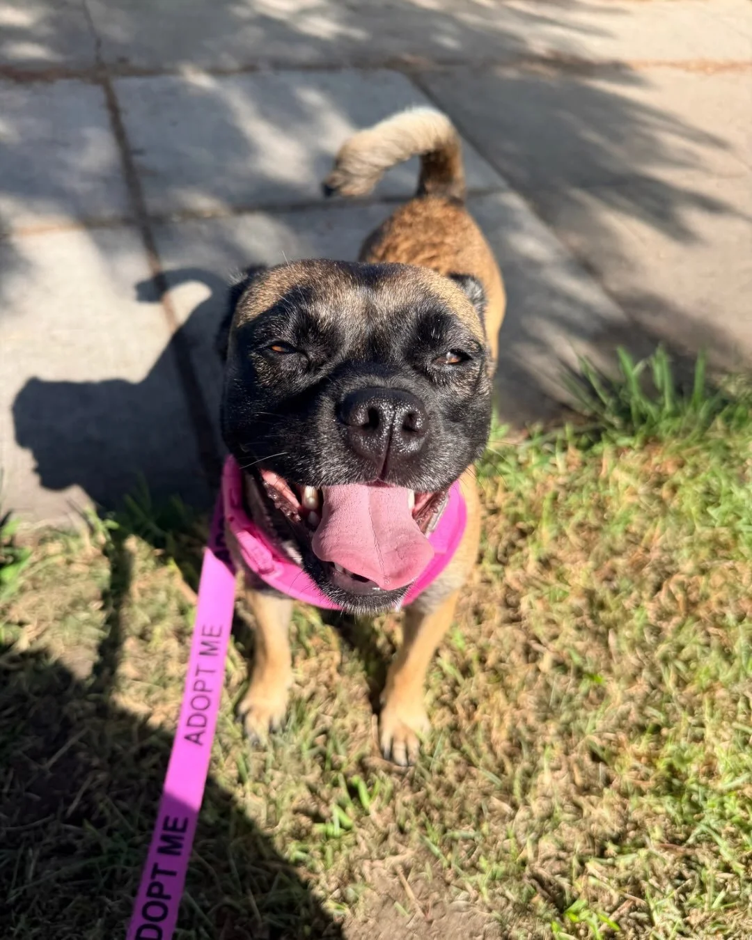 Rosalita will stare you down with those eyes until you give her pets, and she is not above using them on everyone in the room.

She spends her days napping, chewing on her bone, playing fetch, and soaking up the morning sun. She takes treats so gentl