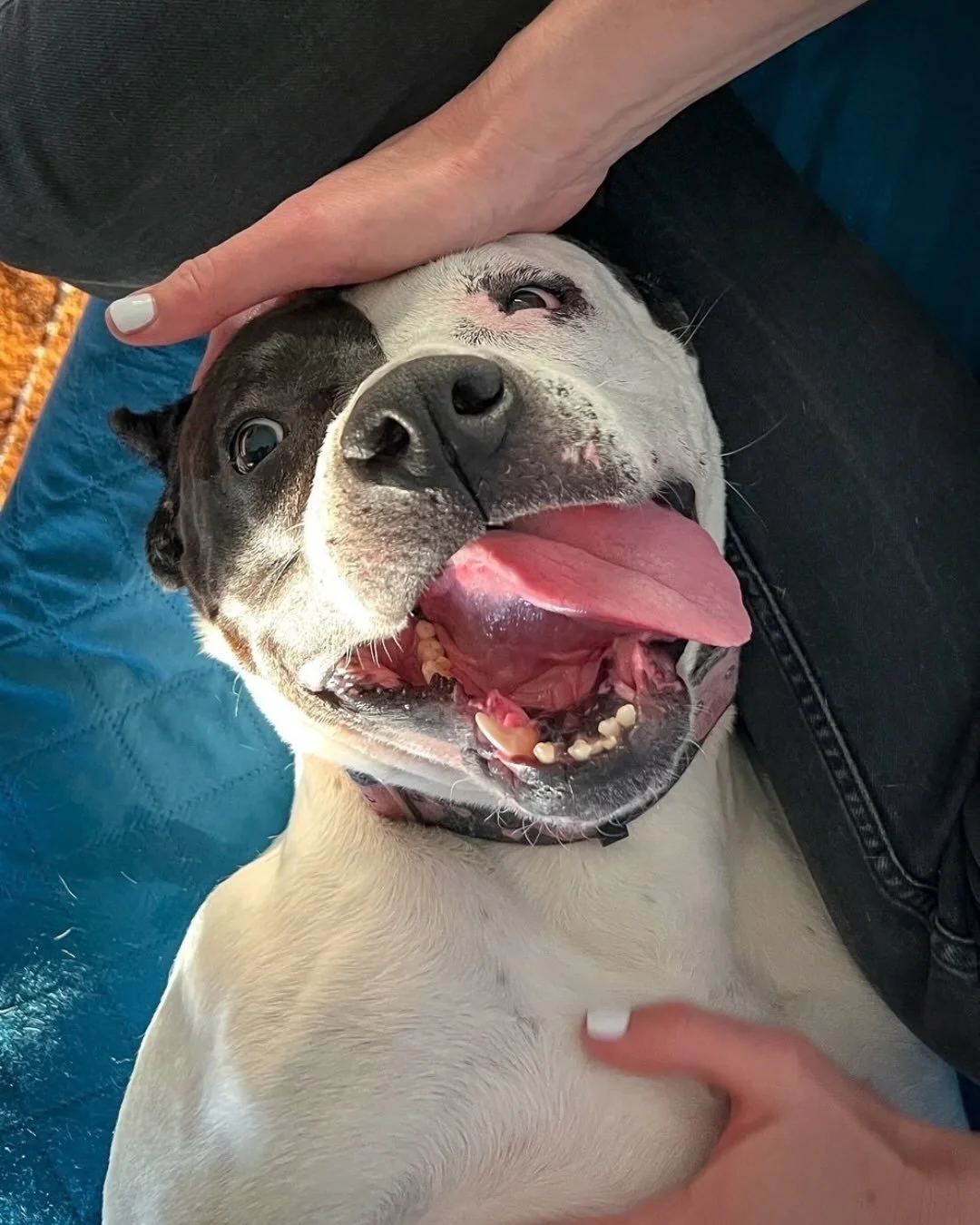 If you&rsquo;re looking for a walking buddy and a cuddle partner, Luna is your girl.

She loves meeting new people, soaking up all the affection, and making friends everywhere she goes.

6 years old
58 lbs
Crate and house trained
Good with dogs, non-