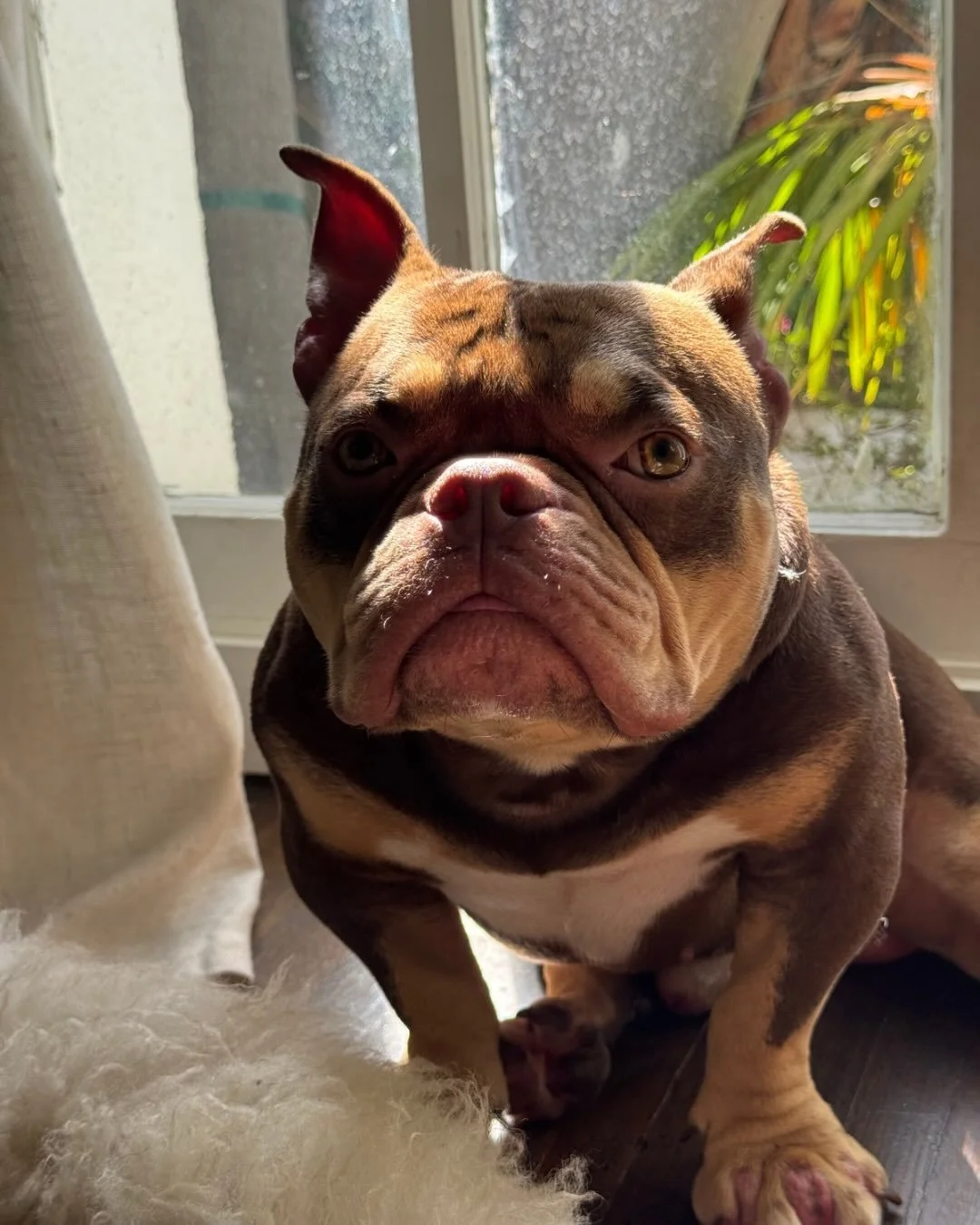 He was 1 of 9 dogs seized.

We learned about him through our friend @love_my_spawn.

He&rsquo;s almost two and hasn&rsquo;t had a vaccine since he was a puppy. You can tell. His paws were oozing pus and blood. Both ears so infected they had to be pac