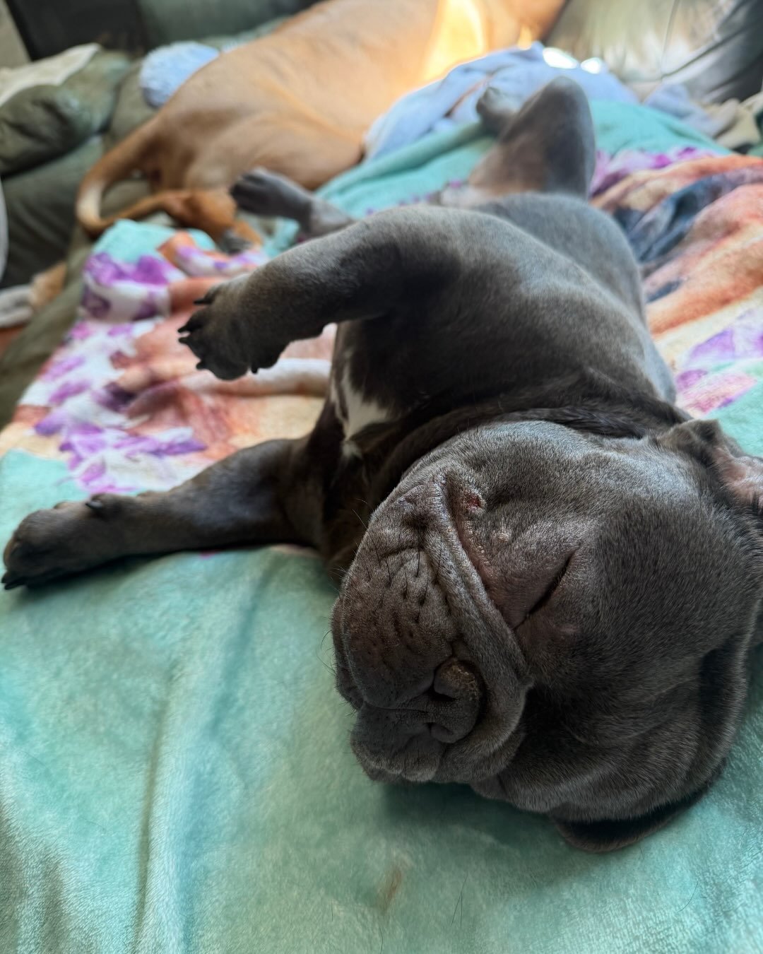 Cousin has been looking awfully comfortable at home lately. And we can&rsquo;t say we blame him.

Sleeping like it&rsquo;s his job and showing up to the party in a tiny hat, this boy has settled into quite the routine.

There may or may not be a rumo