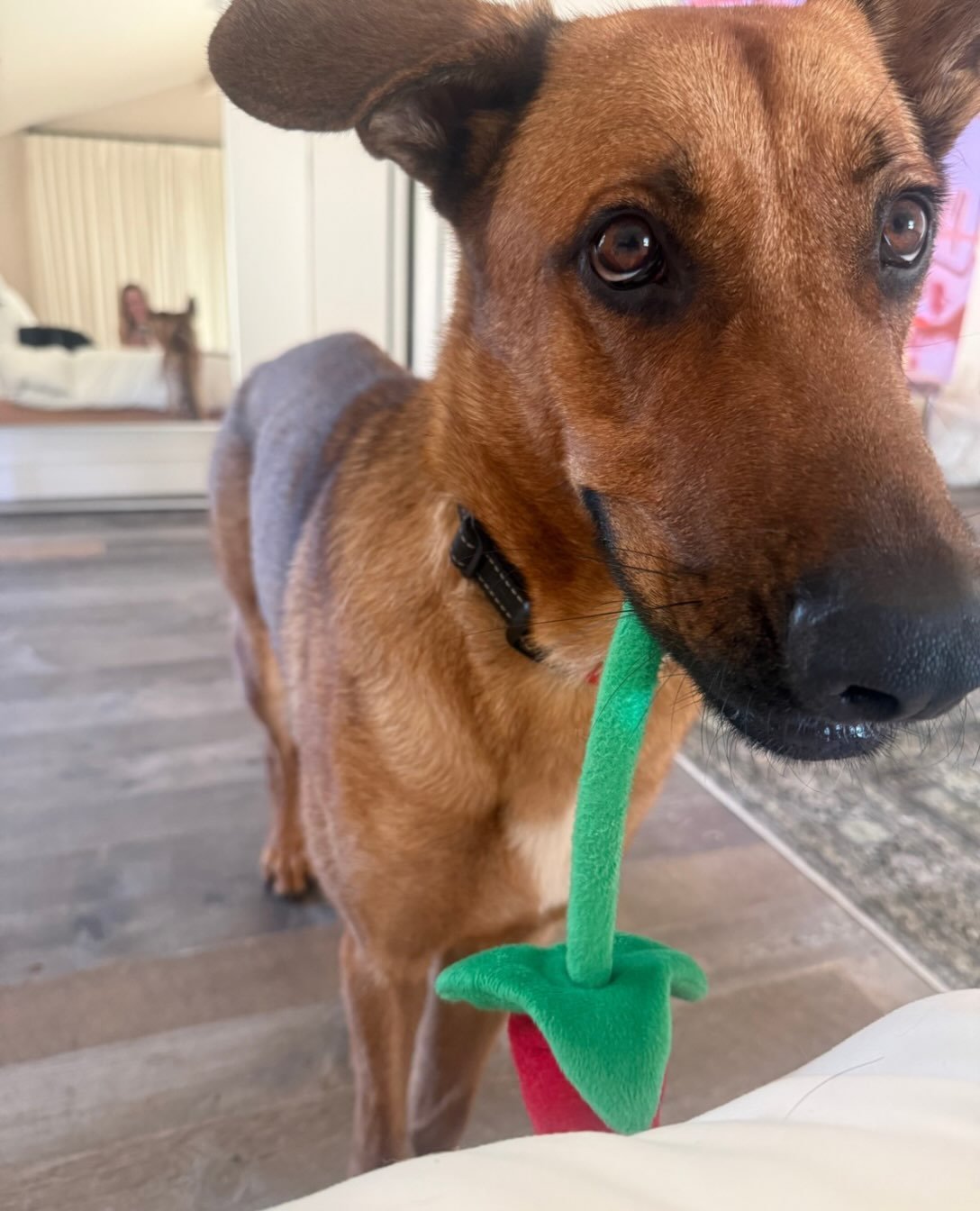 Ranger would like a word.

He is starting to think you people are not serious.

📣 Want to be the first to know about new dogs up for adoption, volunteer opportunities, and rescue updates? Join the Real Good Rescue Broadcast Group -> Link in bio.
